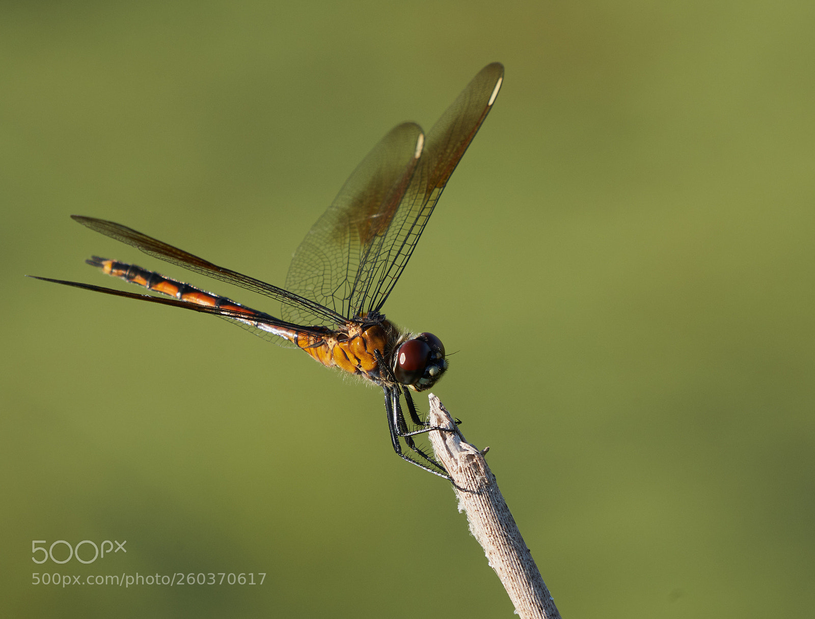 Sony a7R III sample photo. Dragonfly photography