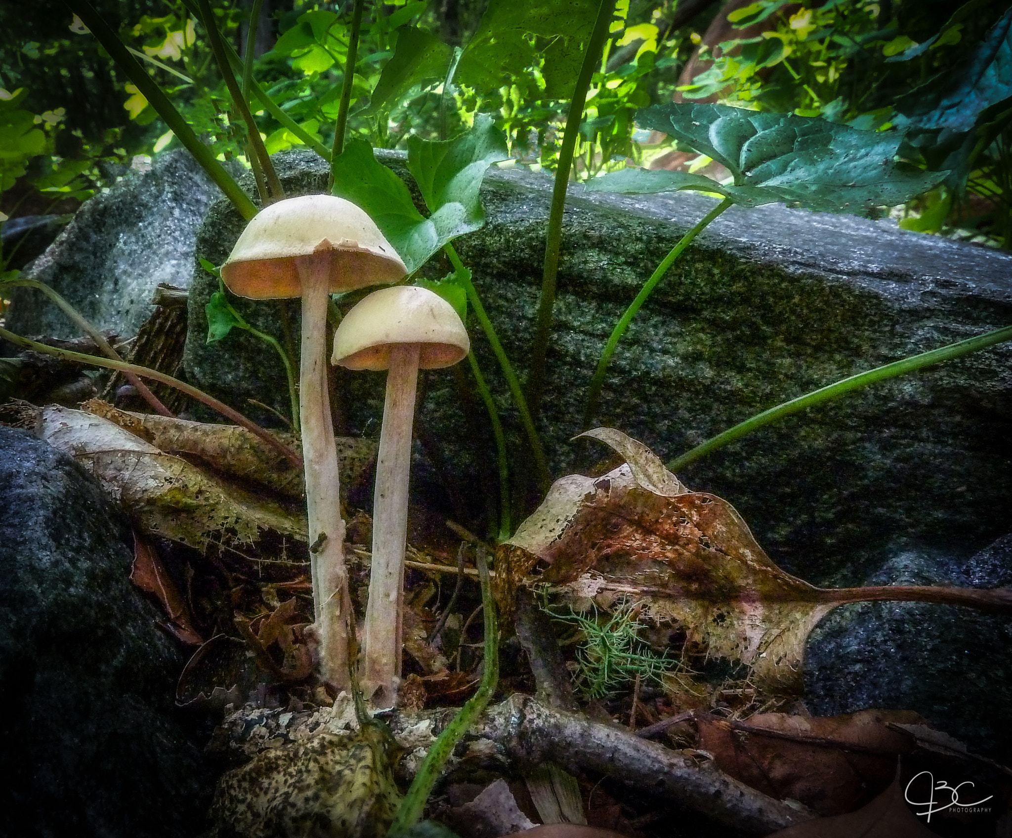 Panasonic Lumix DMC-ZS7 (Lumix DMC-TZ10) sample photo. Hidden mushrooms photography