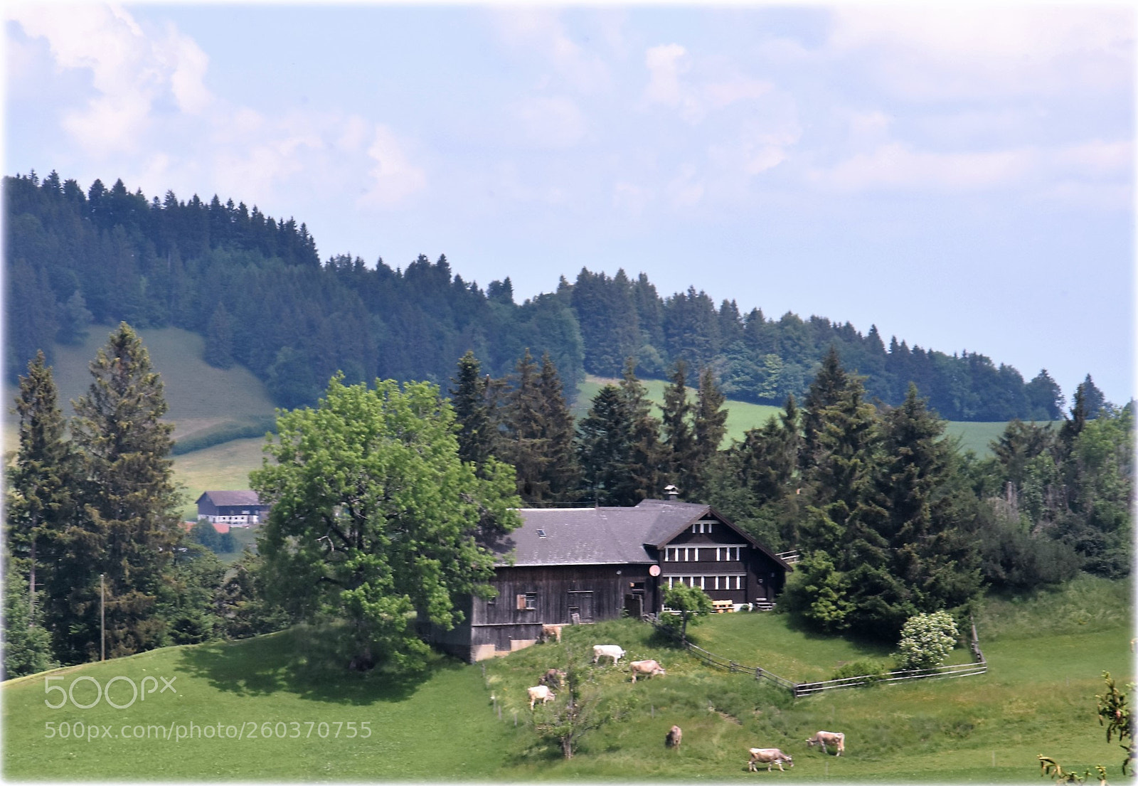 Nikon D7200 sample photo. "farm with couws" photography