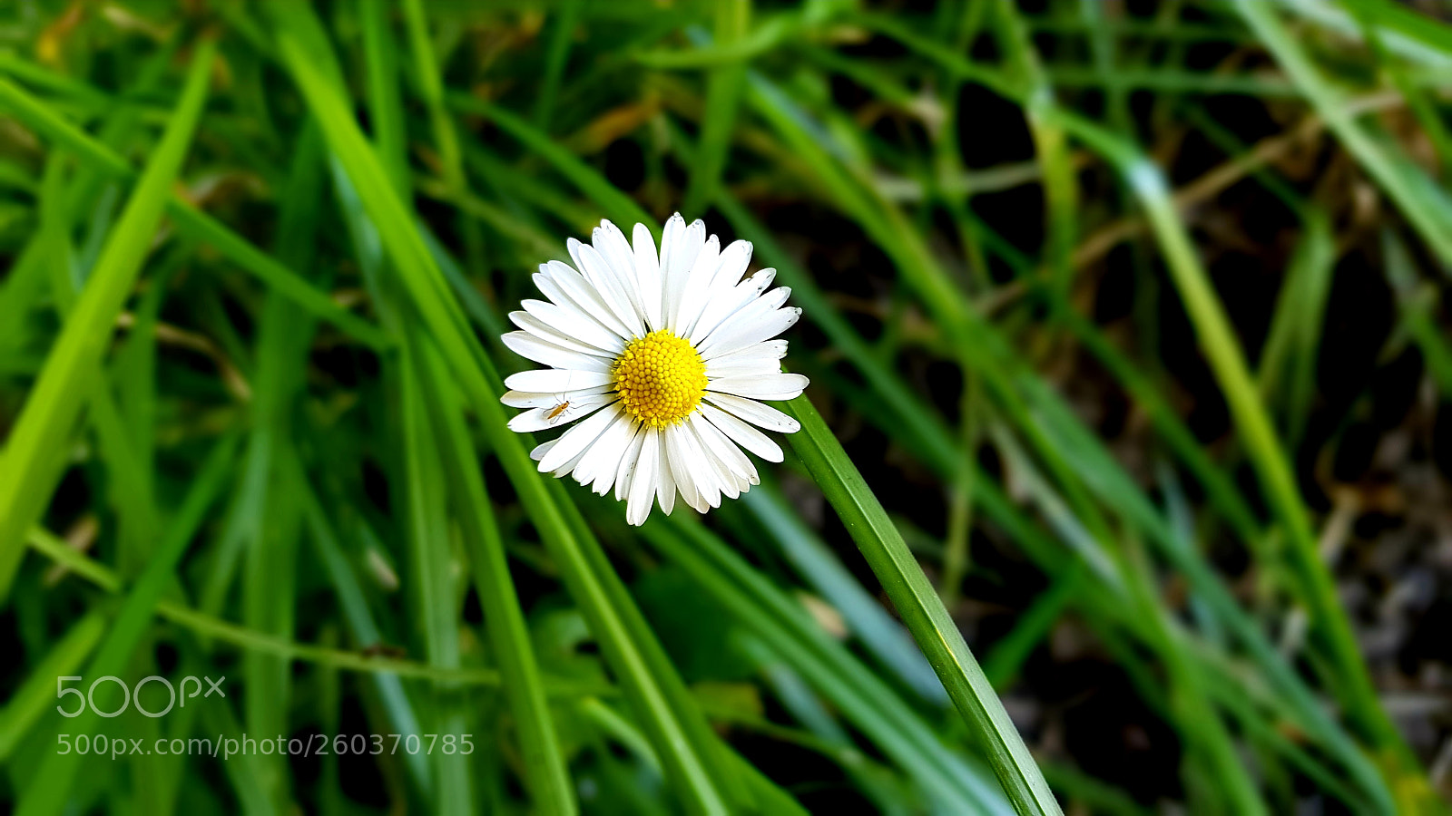 Samsung Galaxy S8+ sample photo. Flower photography