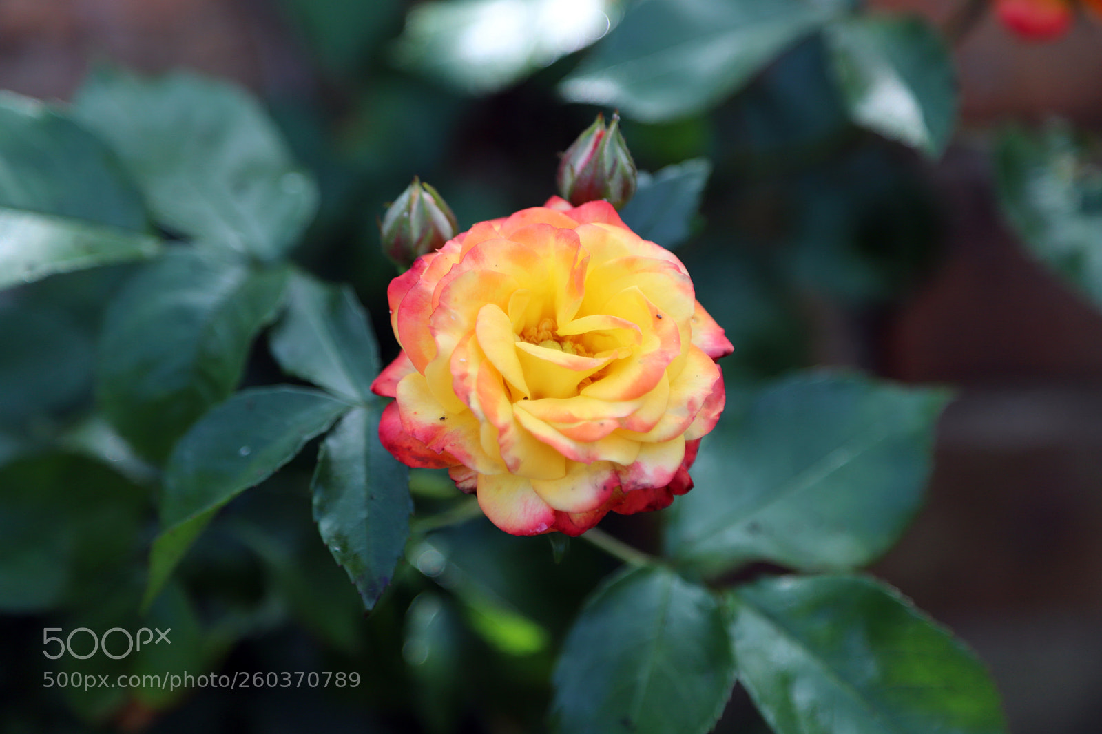 Canon EOS 6D Mark II sample photo. Flowers in the garden photography