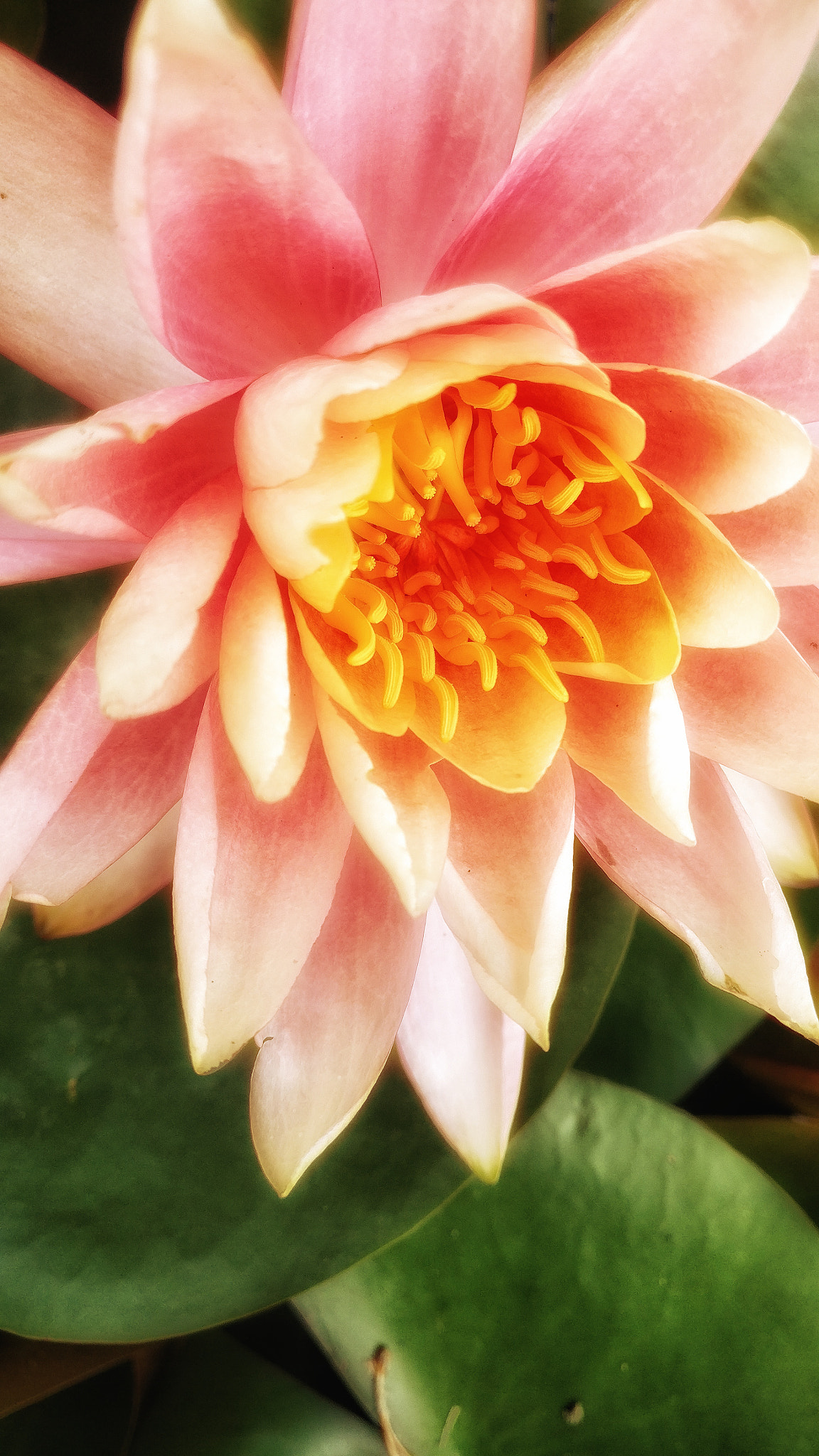 OnePlus A3003 sample photo. Lotus photography