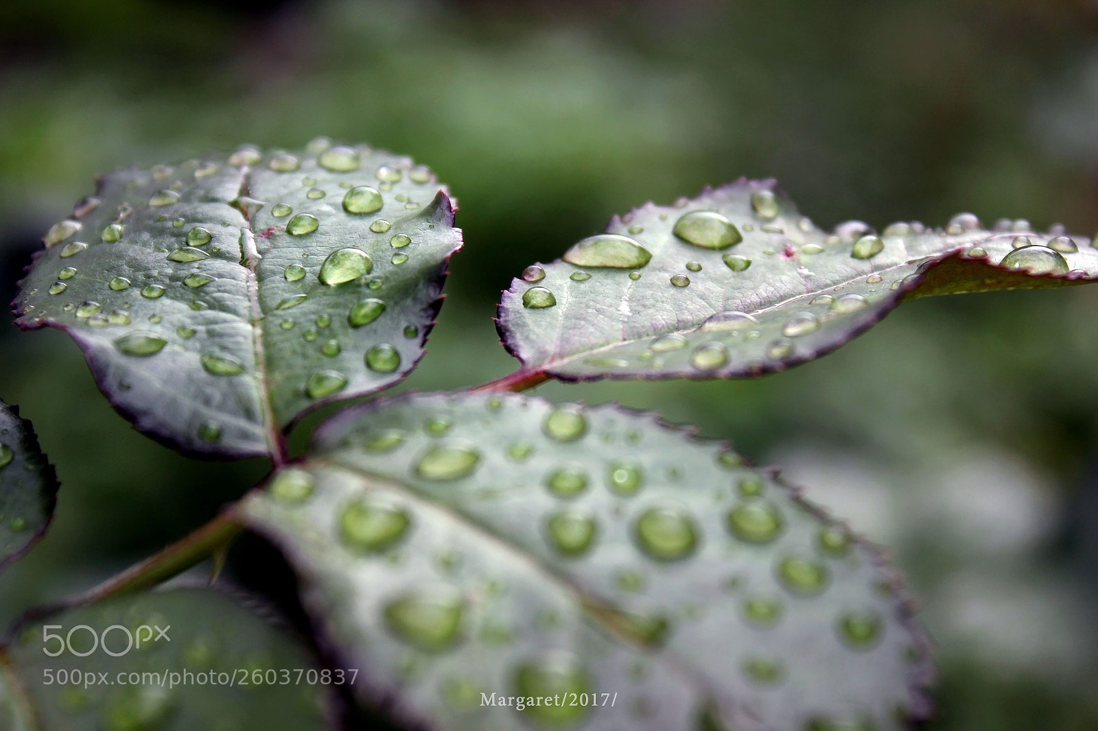 Canon EOS 550D (EOS Rebel T2i / EOS Kiss X4) sample photo. After rain comes sunshine photography