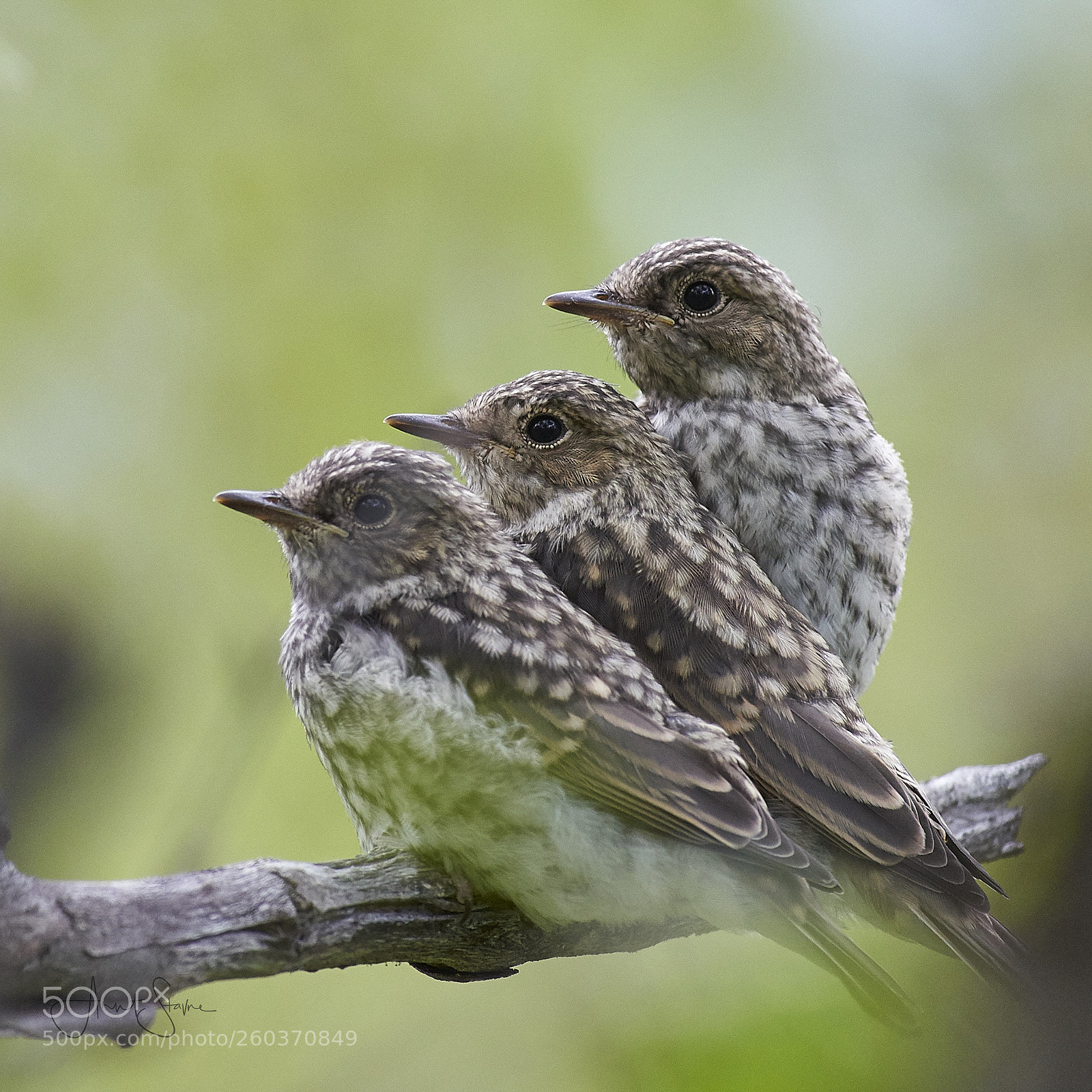 Nikon D800E sample photo. Waiting photography
