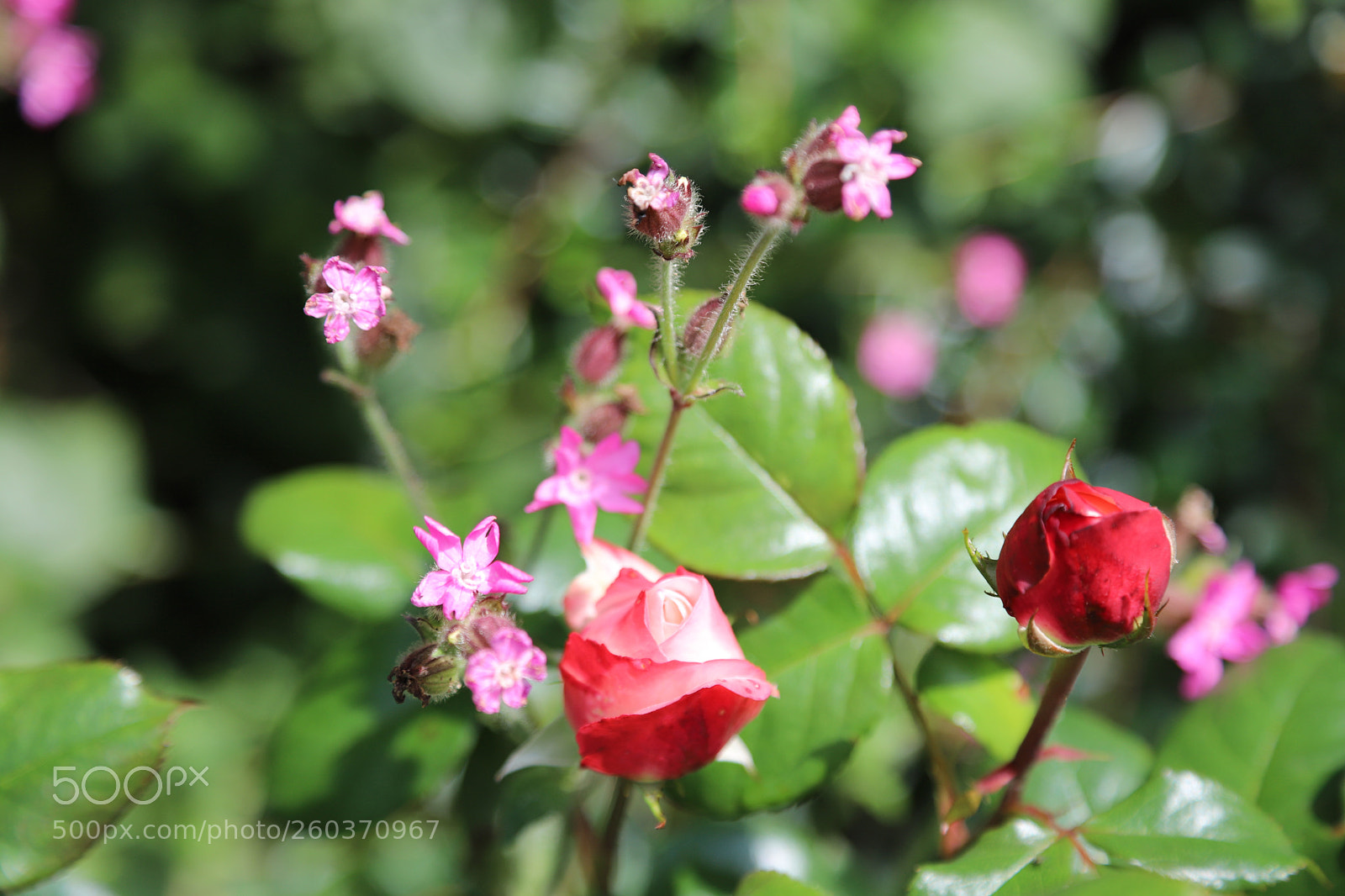 Canon EOS 6D Mark II sample photo. Flowers in the garden photography