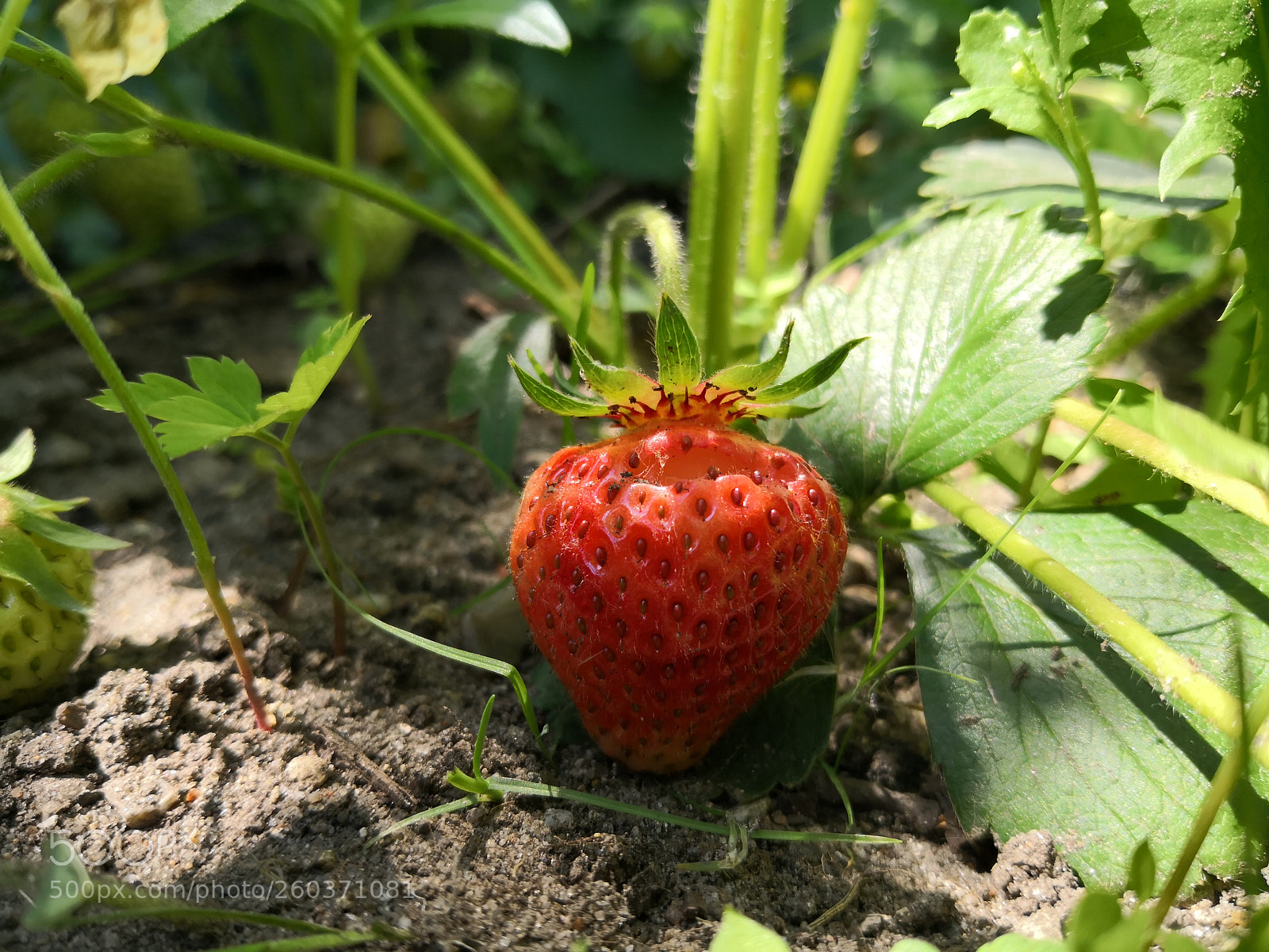 HUAWEI Mate 10 Pro sample photo. First strawberry photography