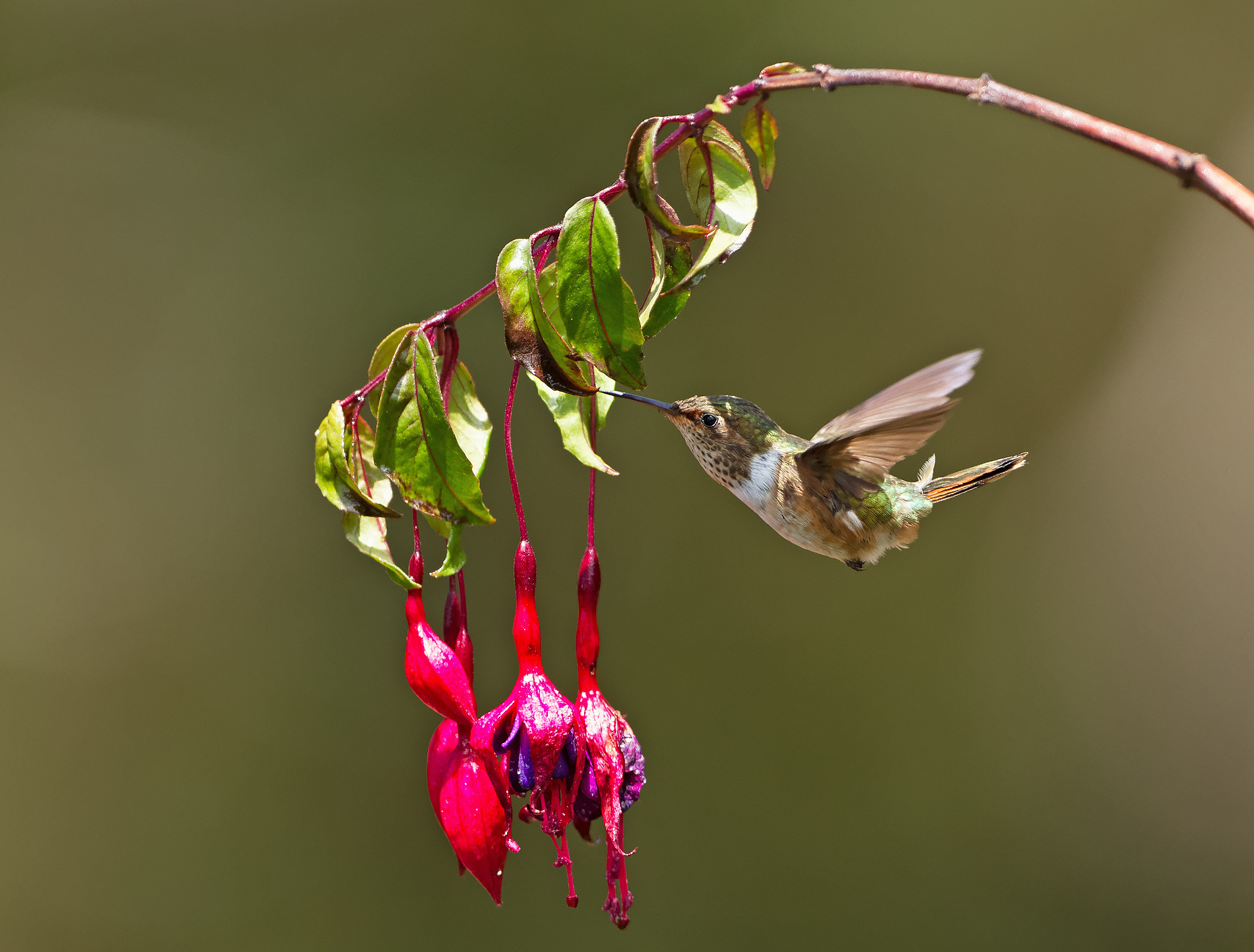 Canon EOS-1D Mark IV sample photo. Volcano hummingbird costa rica photography