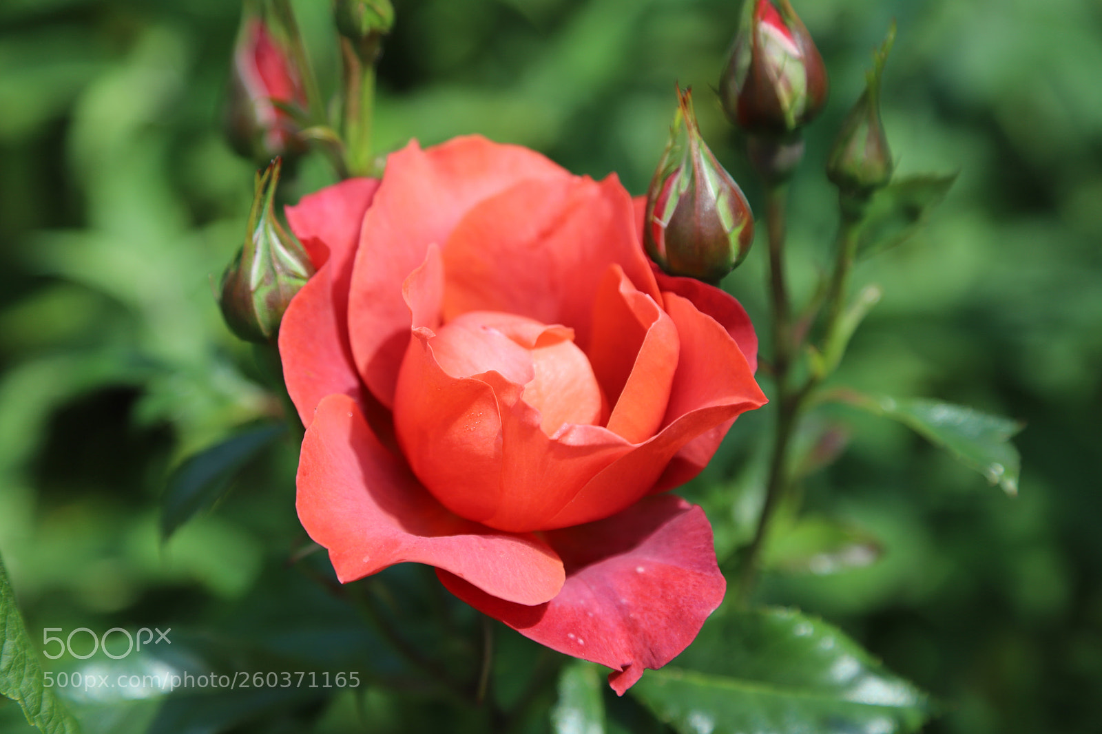 Canon EOS 6D Mark II sample photo. Flowers in the garden photography
