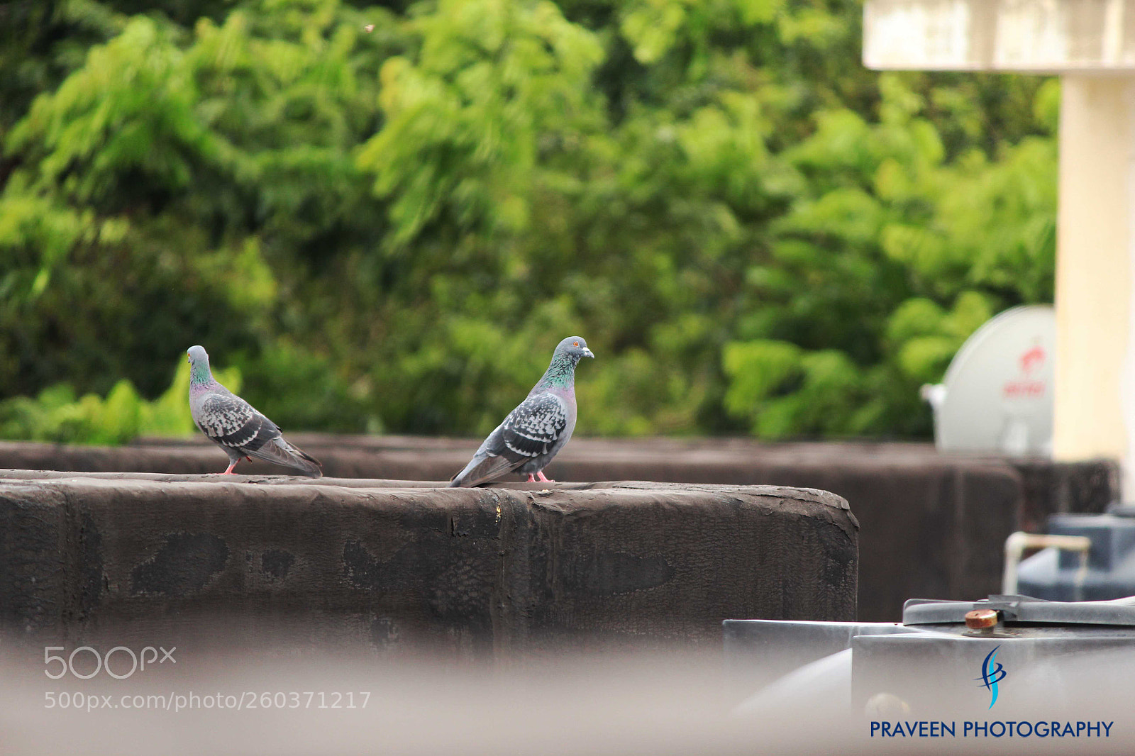 Canon EOS 1200D (EOS Rebel T5 / EOS Kiss X70 / EOS Hi) sample photo. Pegion photography
