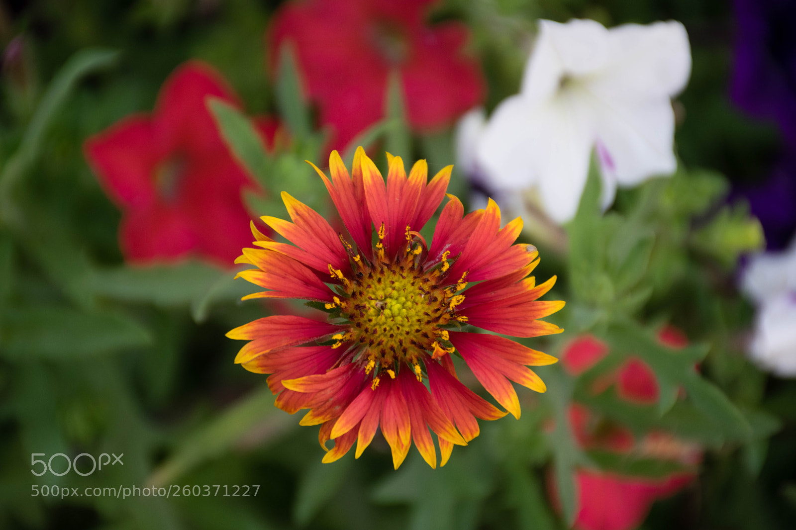 Nikon D5300 sample photo. Natural beauty photography