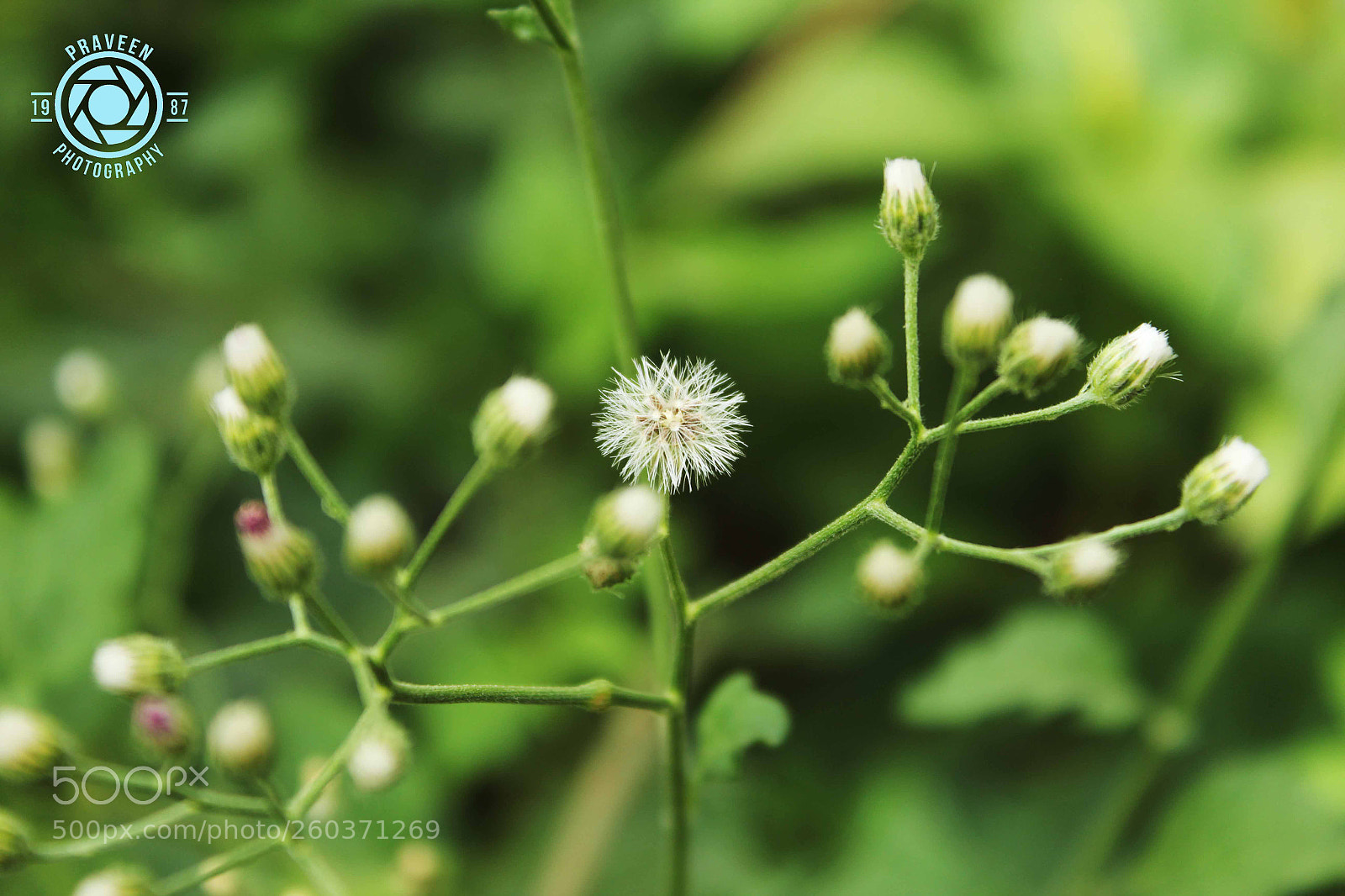 Canon EOS 1200D (EOS Rebel T5 / EOS Kiss X70 / EOS Hi) sample photo. Nature photography