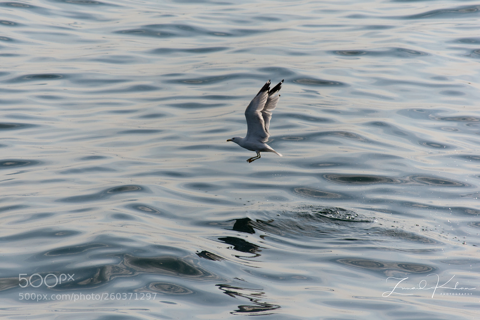 Nikon D3400 sample photo. Wings up photography