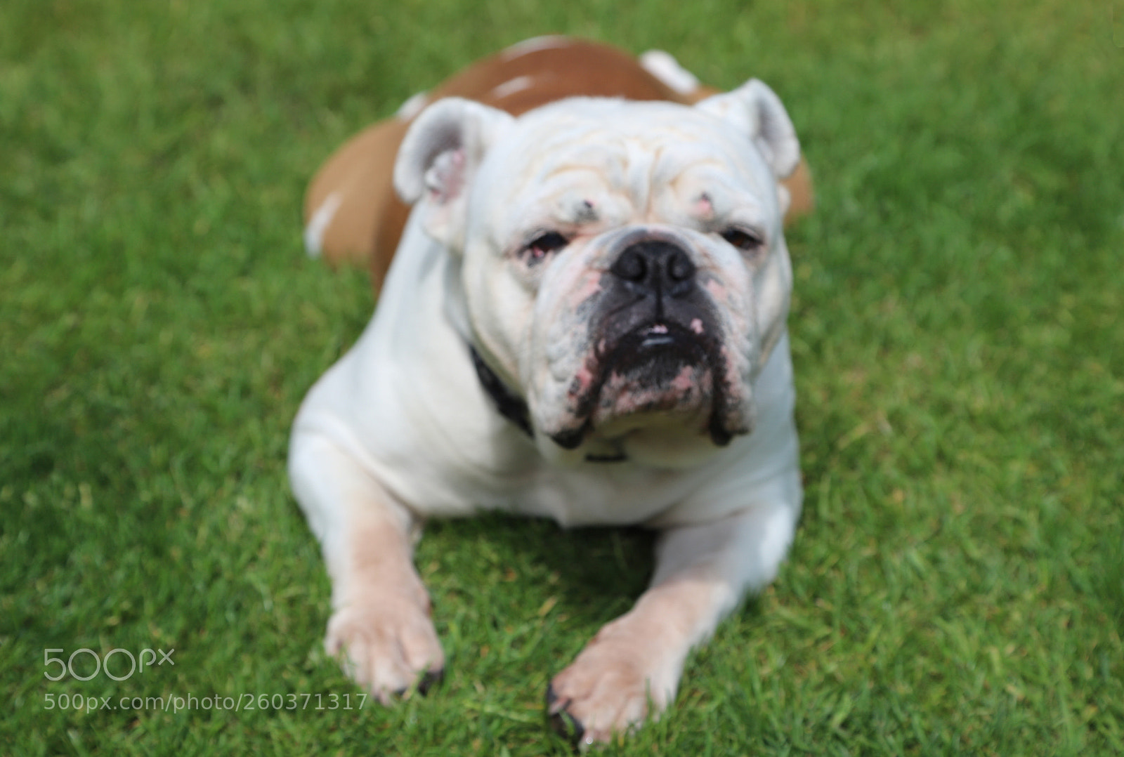 Canon EOS 6D Mark II sample photo. Poppy the english bulldog photography