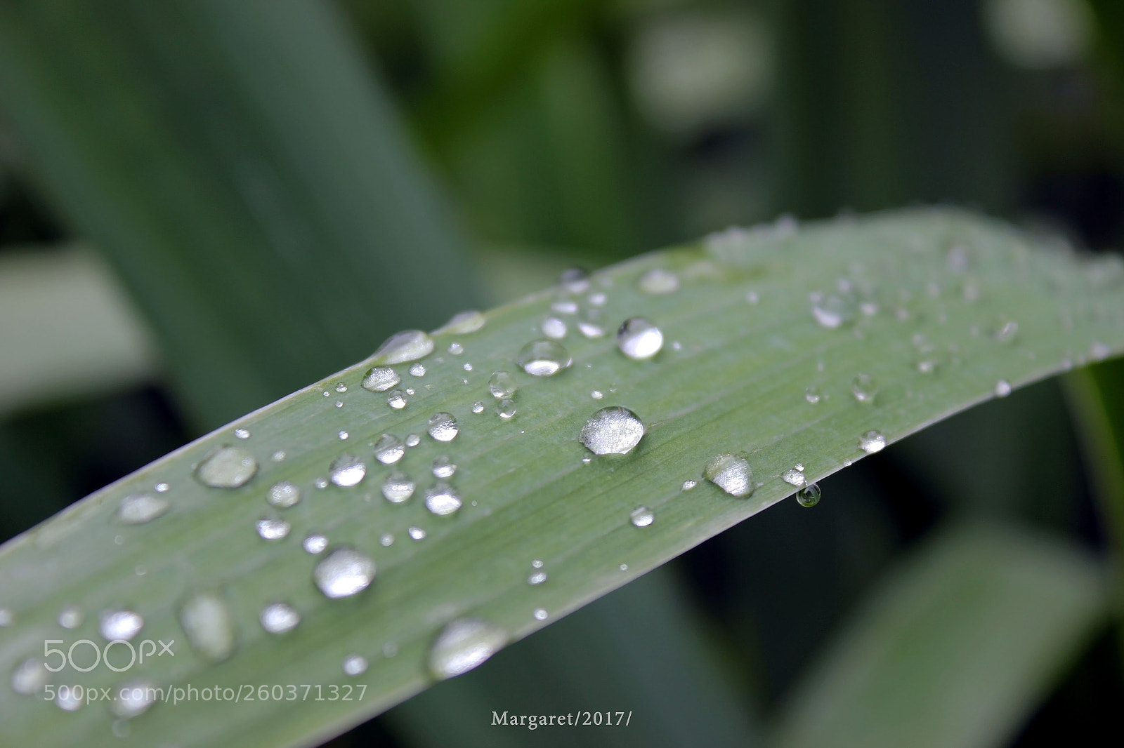 Canon EOS 550D (EOS Rebel T2i / EOS Kiss X4) sample photo. After rain photography