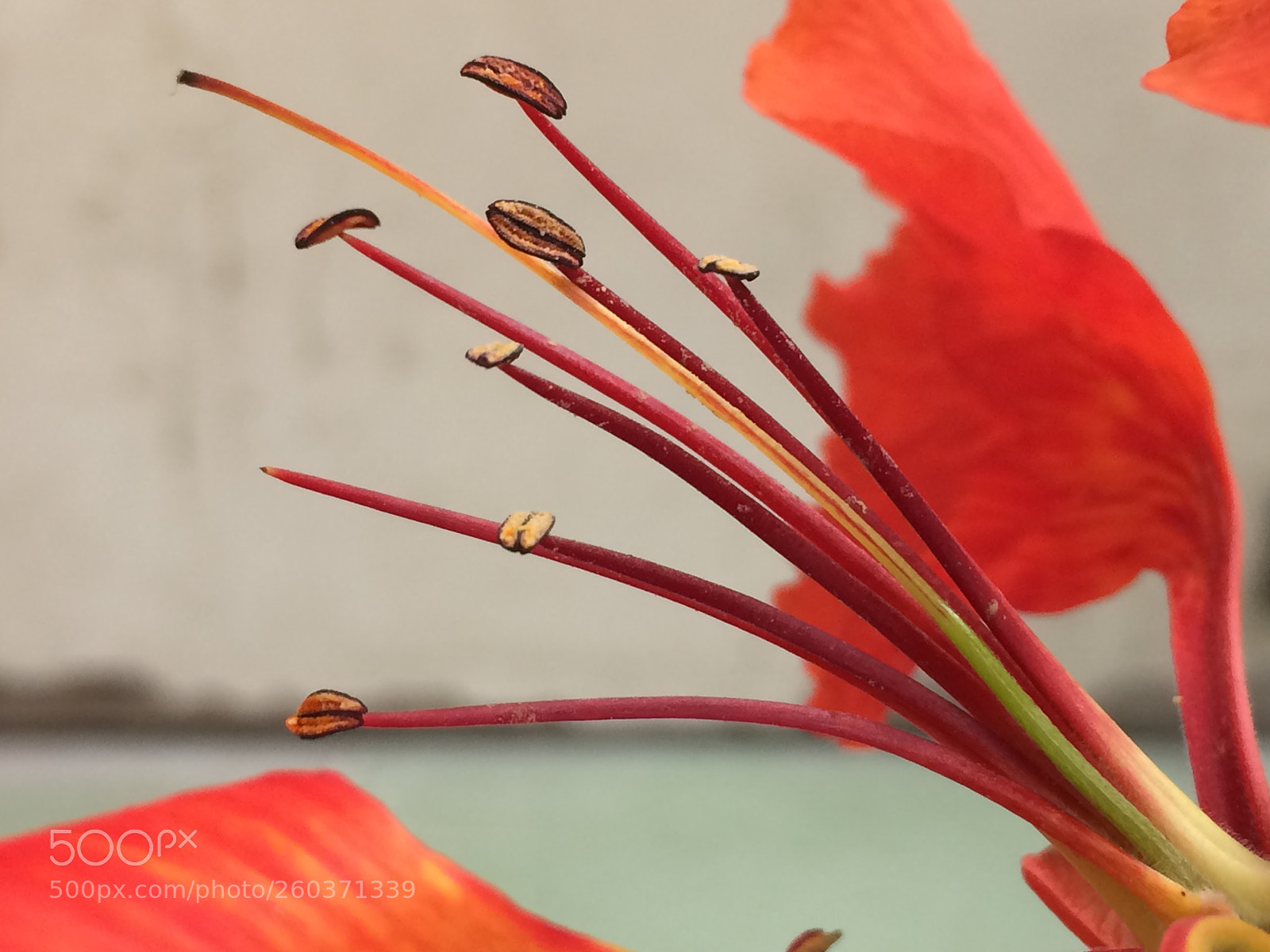 Apple iPhone 5s sample photo. Orange flower buds photography