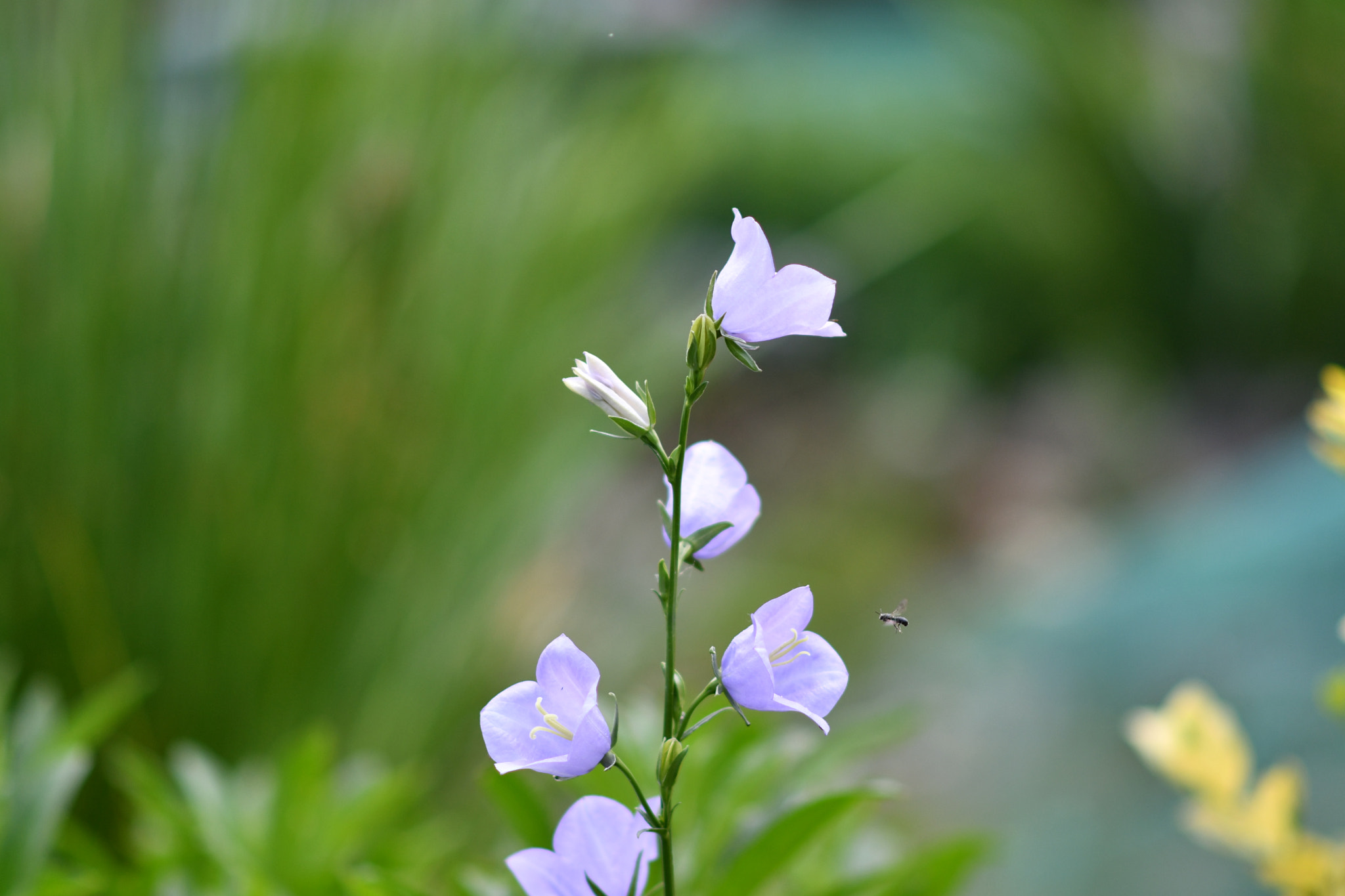 Nikon AF-S Nikkor 85mm F1.8G sample photo. . photography