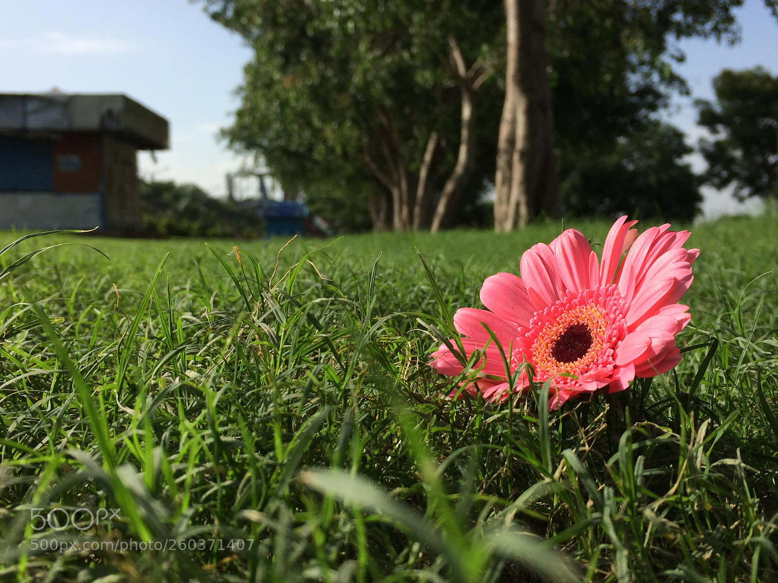 Apple iPhone 5s sample photo. Pink flower on grass photography