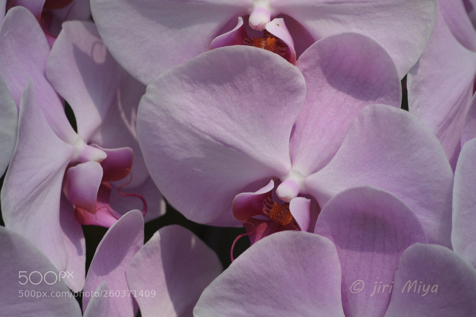 Canon EOS 5D Mark II sample photo. Petals photography