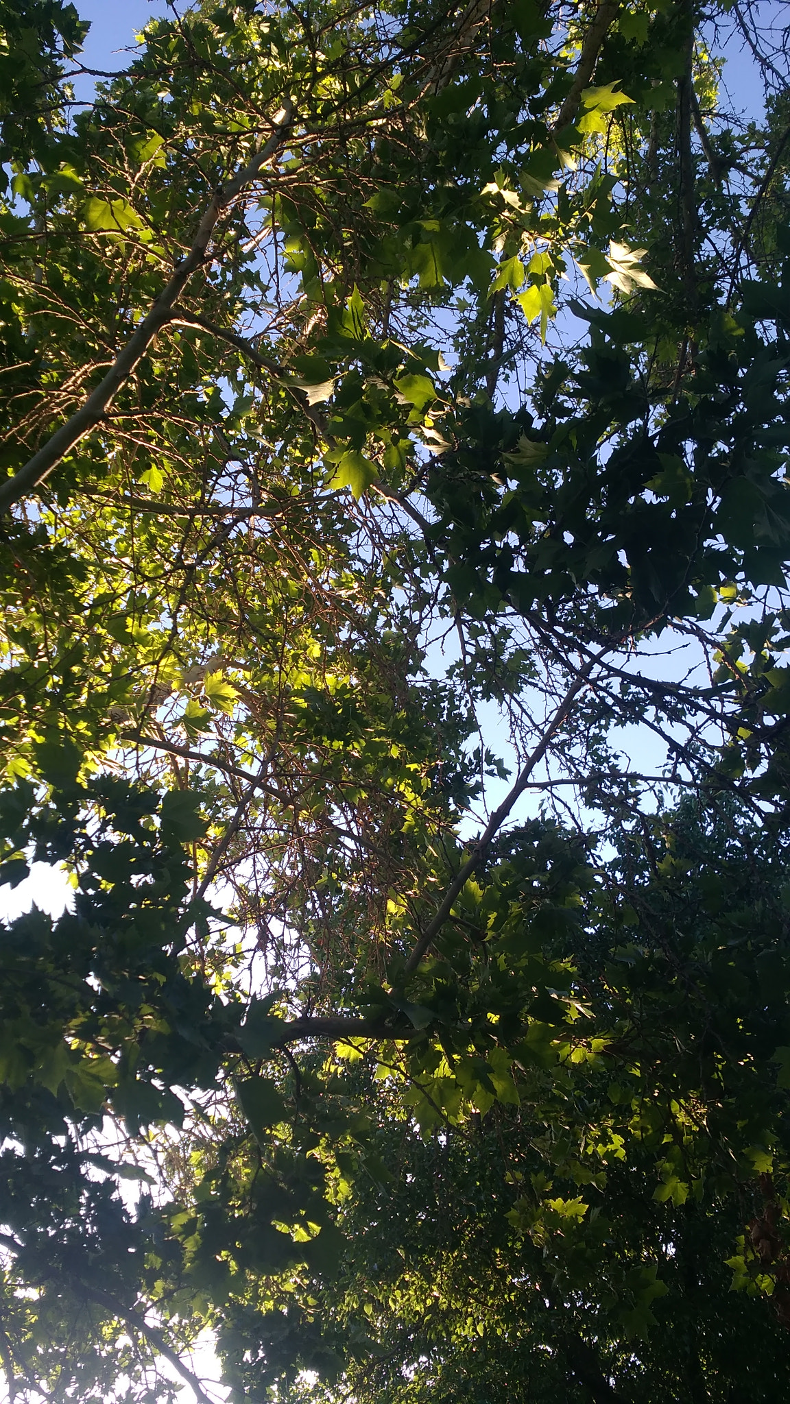 ZTE Z963VL sample photo. Green leaves and blue sky photography