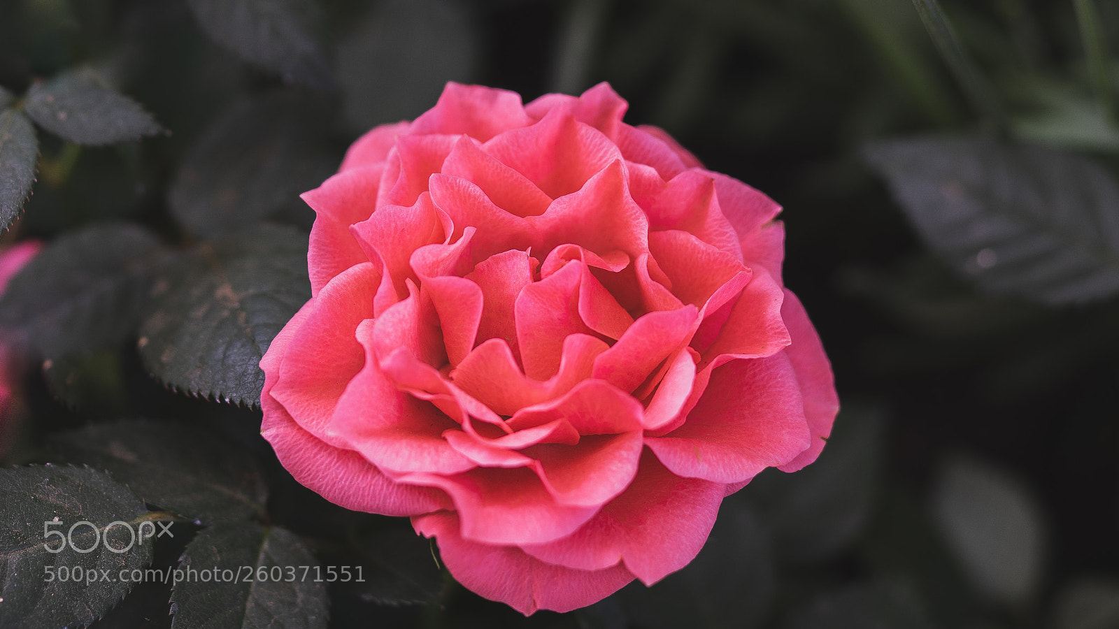 Sony a7 II sample photo. Rose photography
