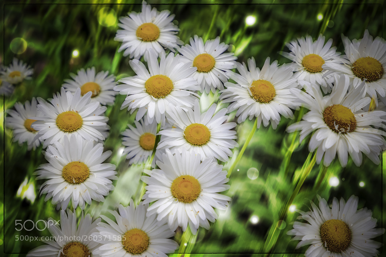 Canon EOS 6D Mark II sample photo. Flowers photography