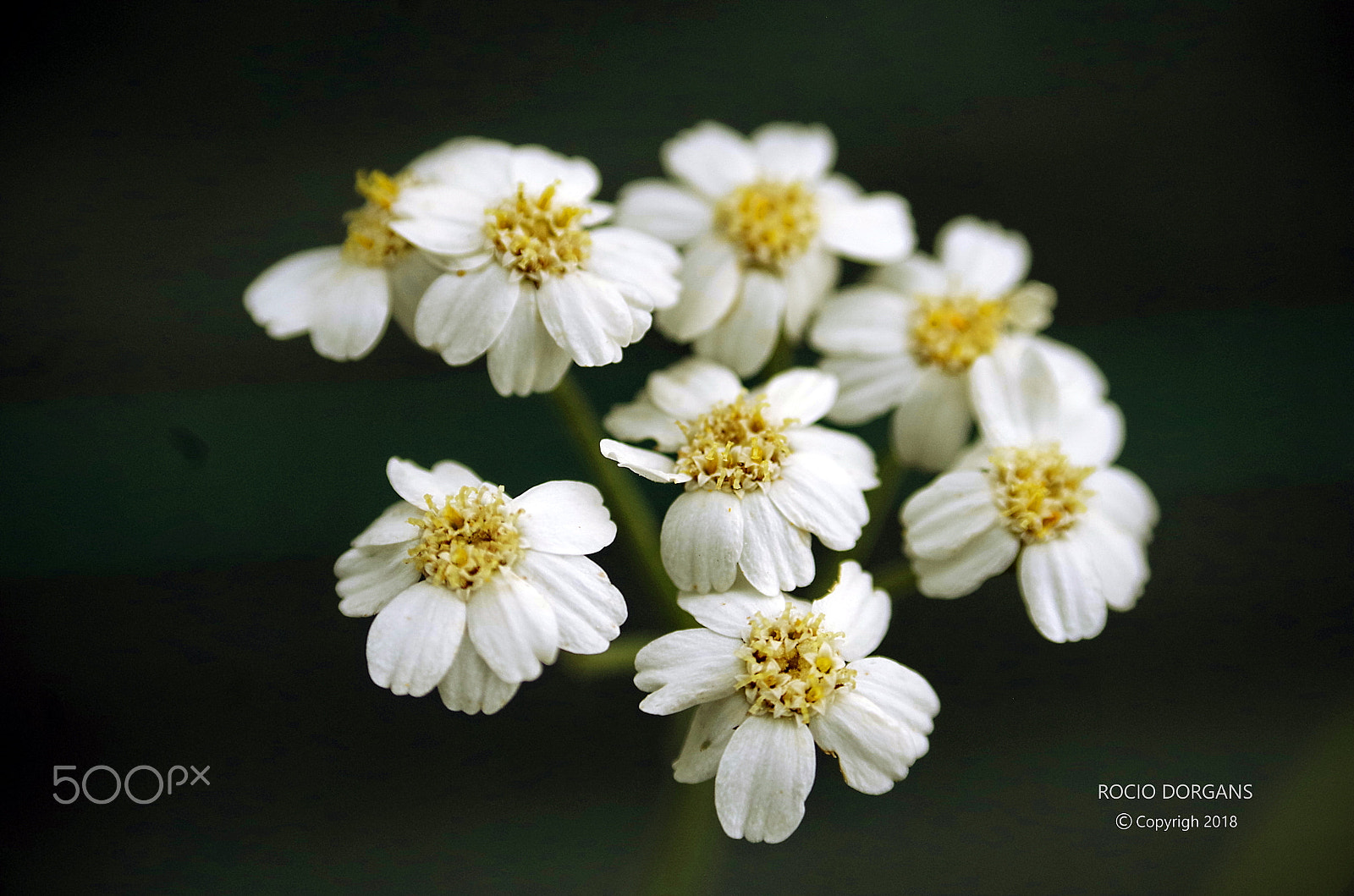 Pentax K-30 sample photo. Spring photography