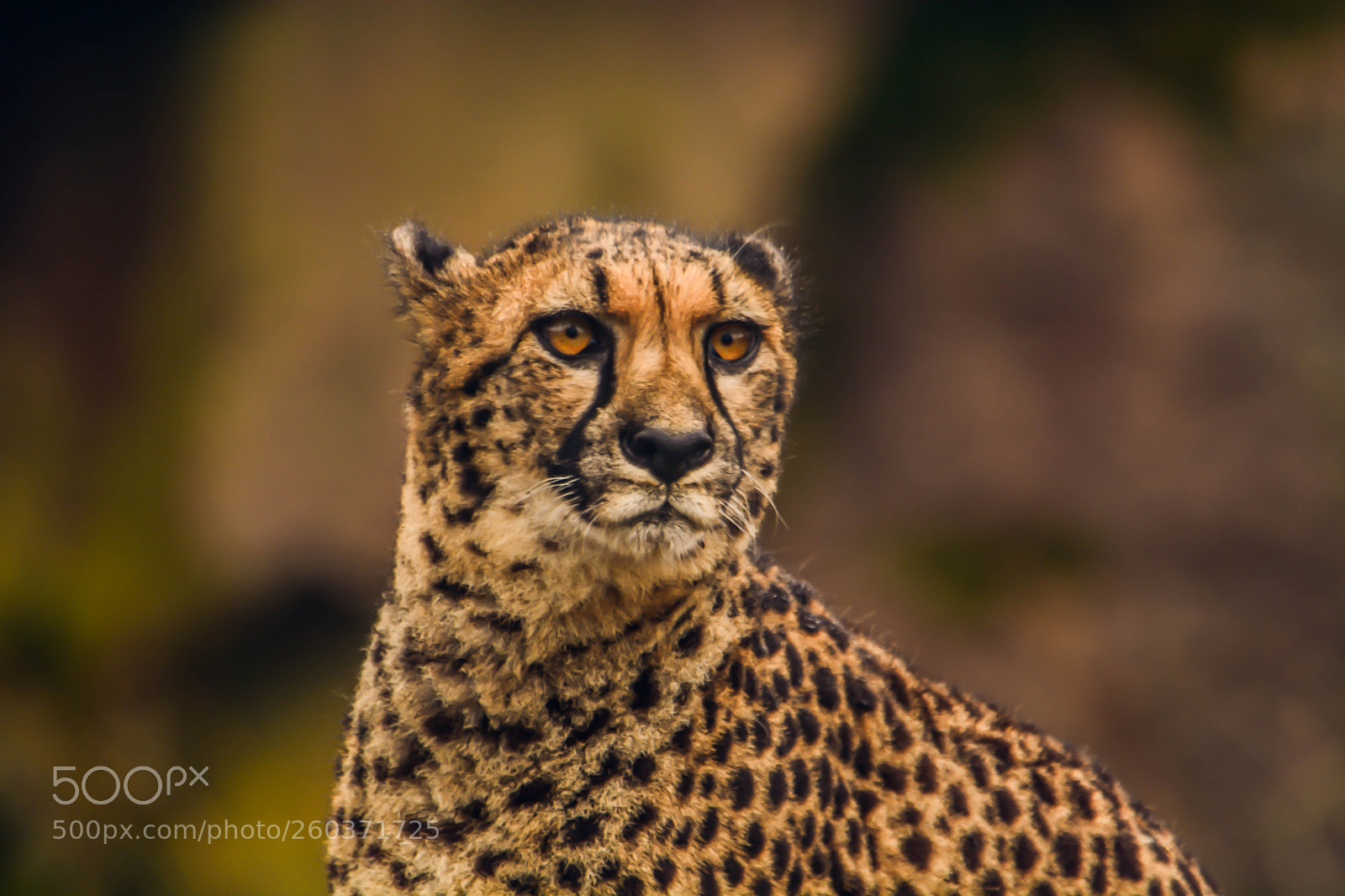 Nikon D7100 sample photo. Portrait of gepard! photography