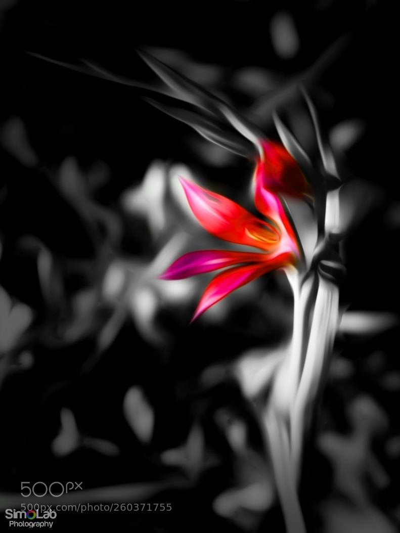 Sony a6000 sample photo. Flower photography