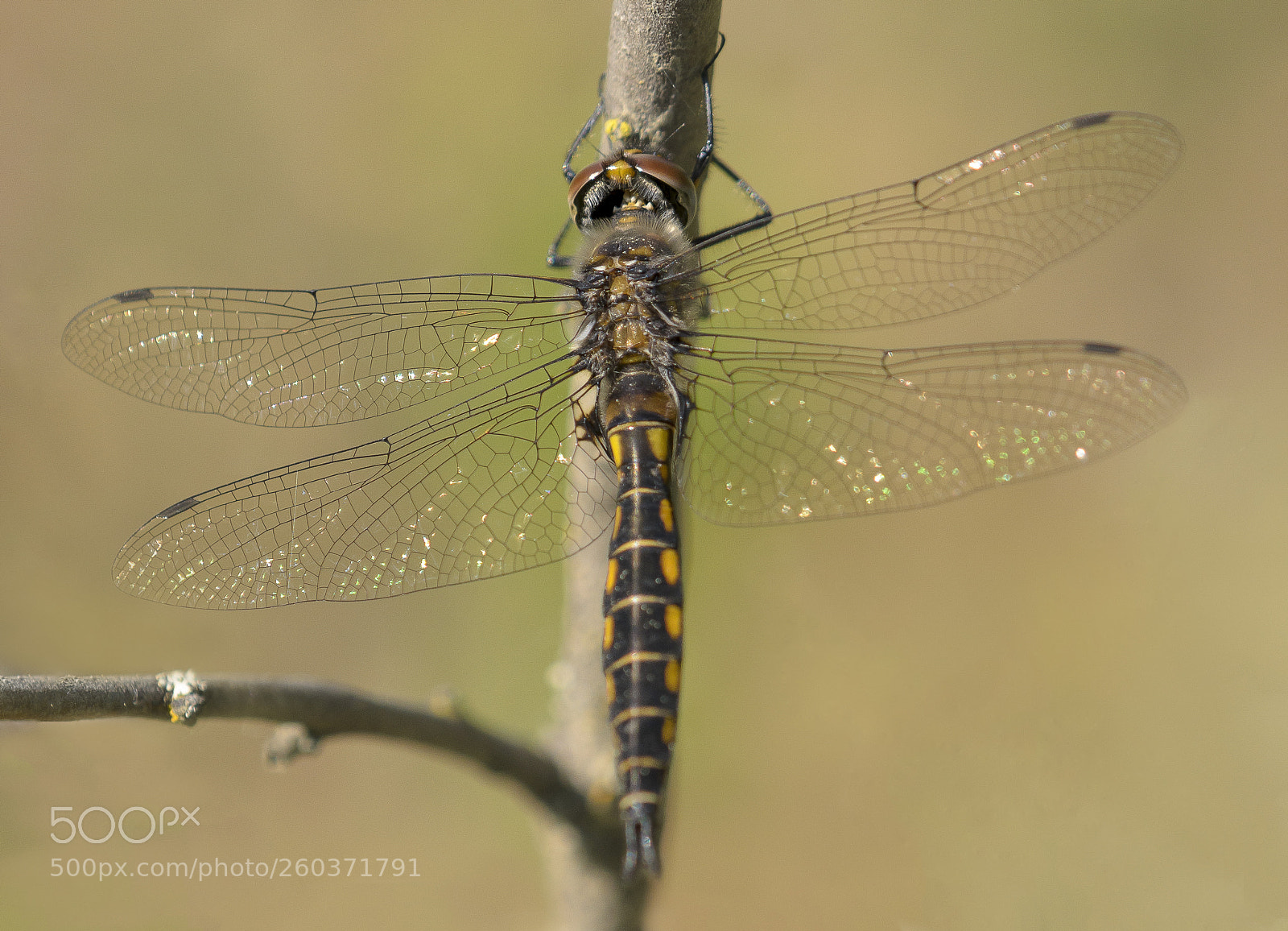 Nikon D7000 sample photo. Dragonfly photography
