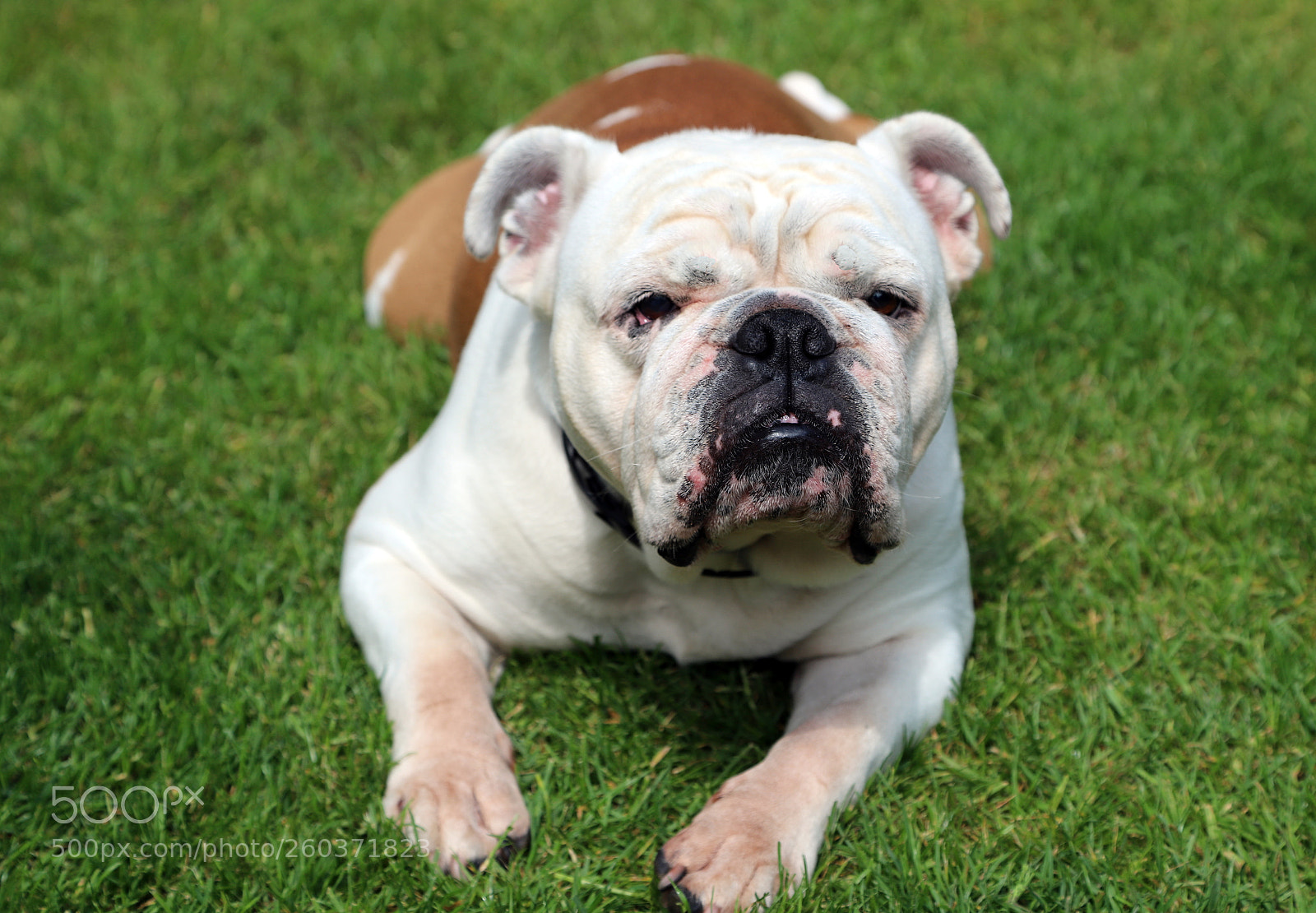 Canon EOS 6D Mark II sample photo. Poppy the english bulldog photography