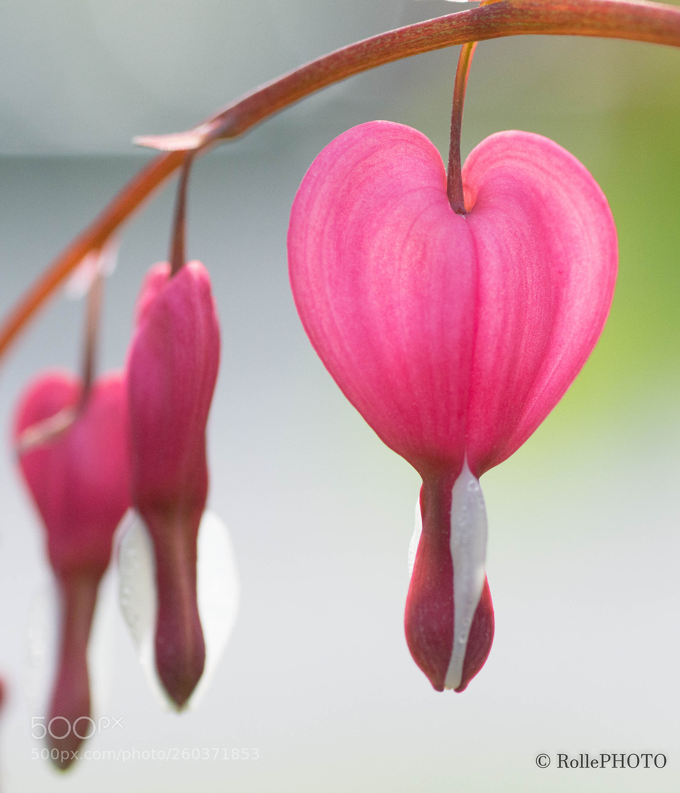 Nikon D7200 sample photo. Lamprocapnos spectabilis photography