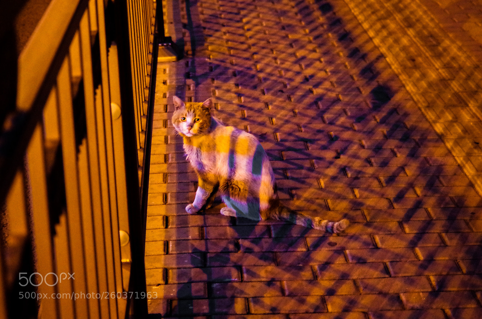 Pentax K-50 sample photo. Untitled photography