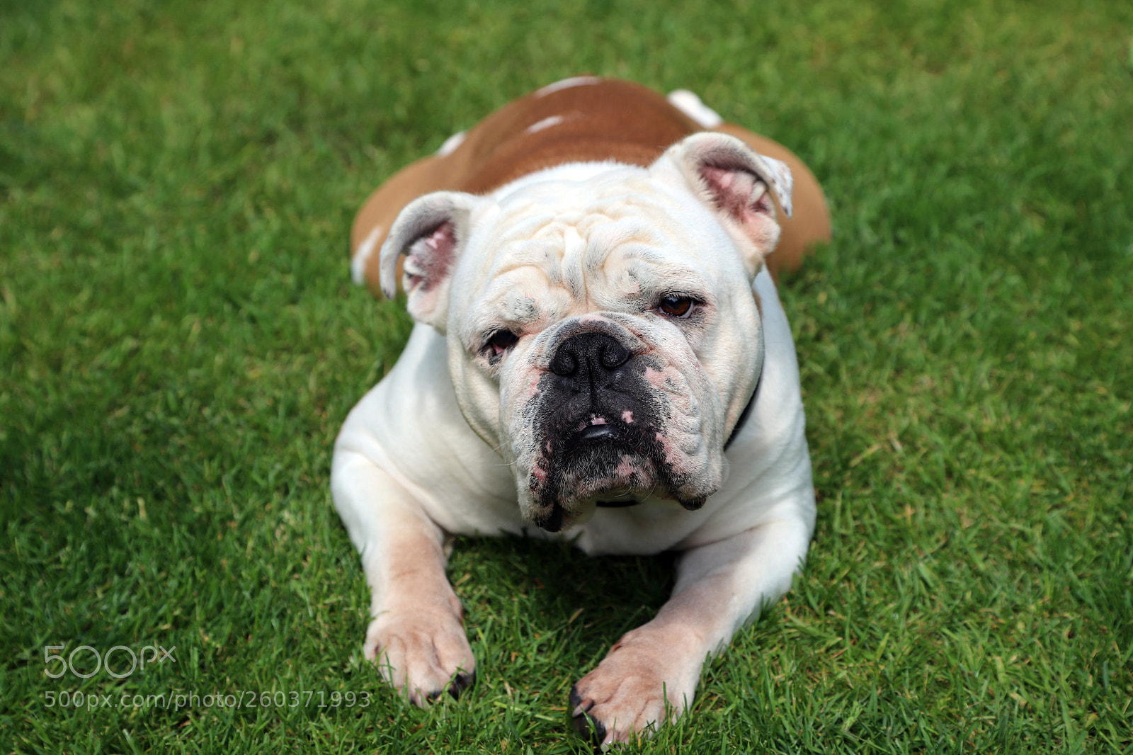 Canon EOS 6D Mark II sample photo. Poppy the english bulldog photography