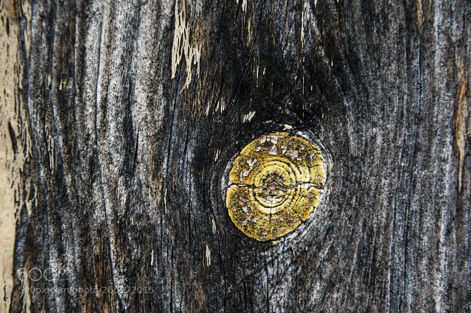 Nikon D3300 sample photo. Tree i photography