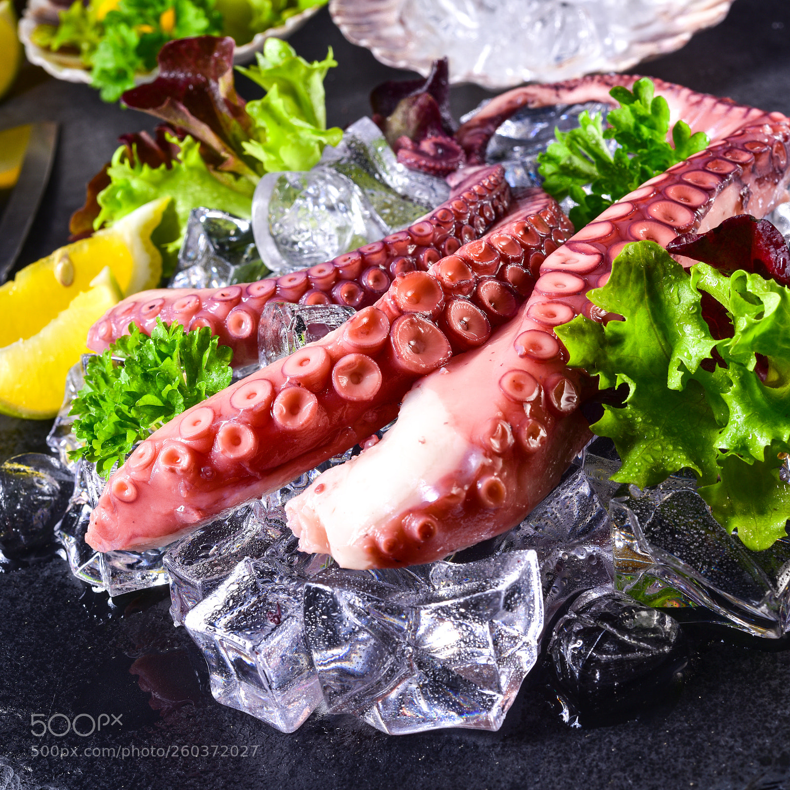 Nikon D810 sample photo. Raw octopus on the photography