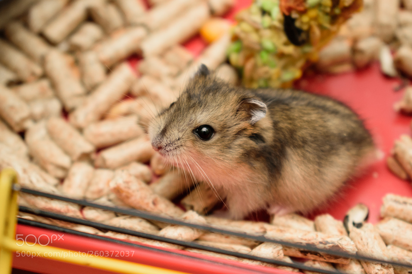 Nikon D5300 sample photo. Hamster photography