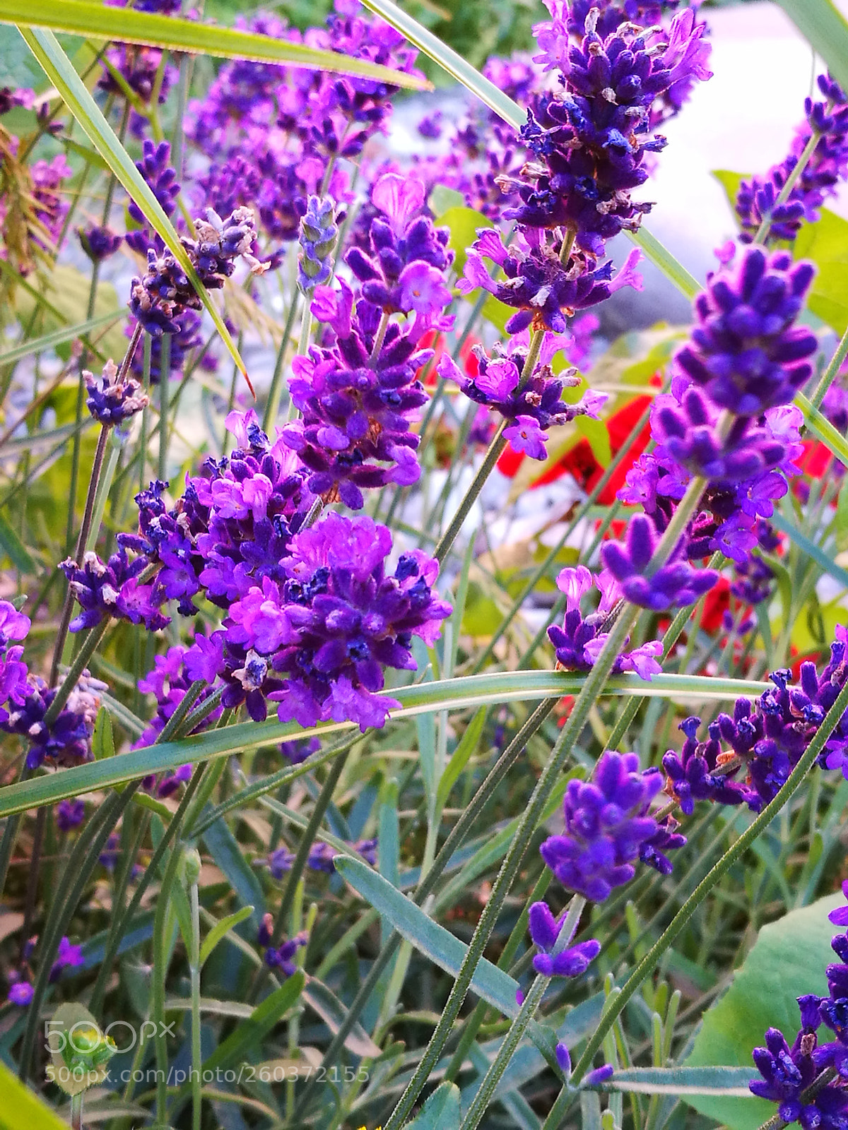 HUAWEI P9 sample photo. A summer evening in photography