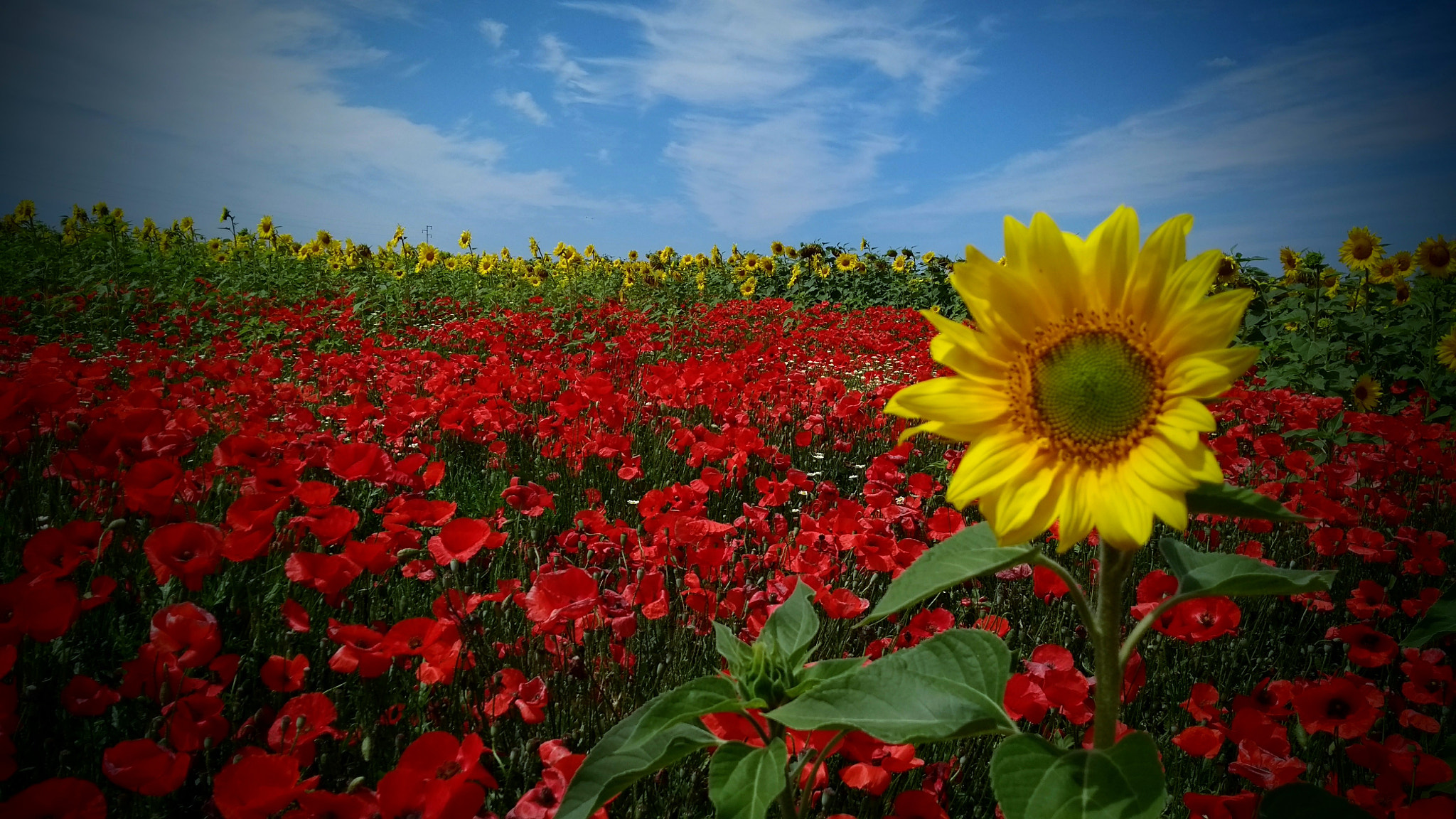 Motorola Moto G (5th Gen) sample photo. Una flor se atreve.. photography