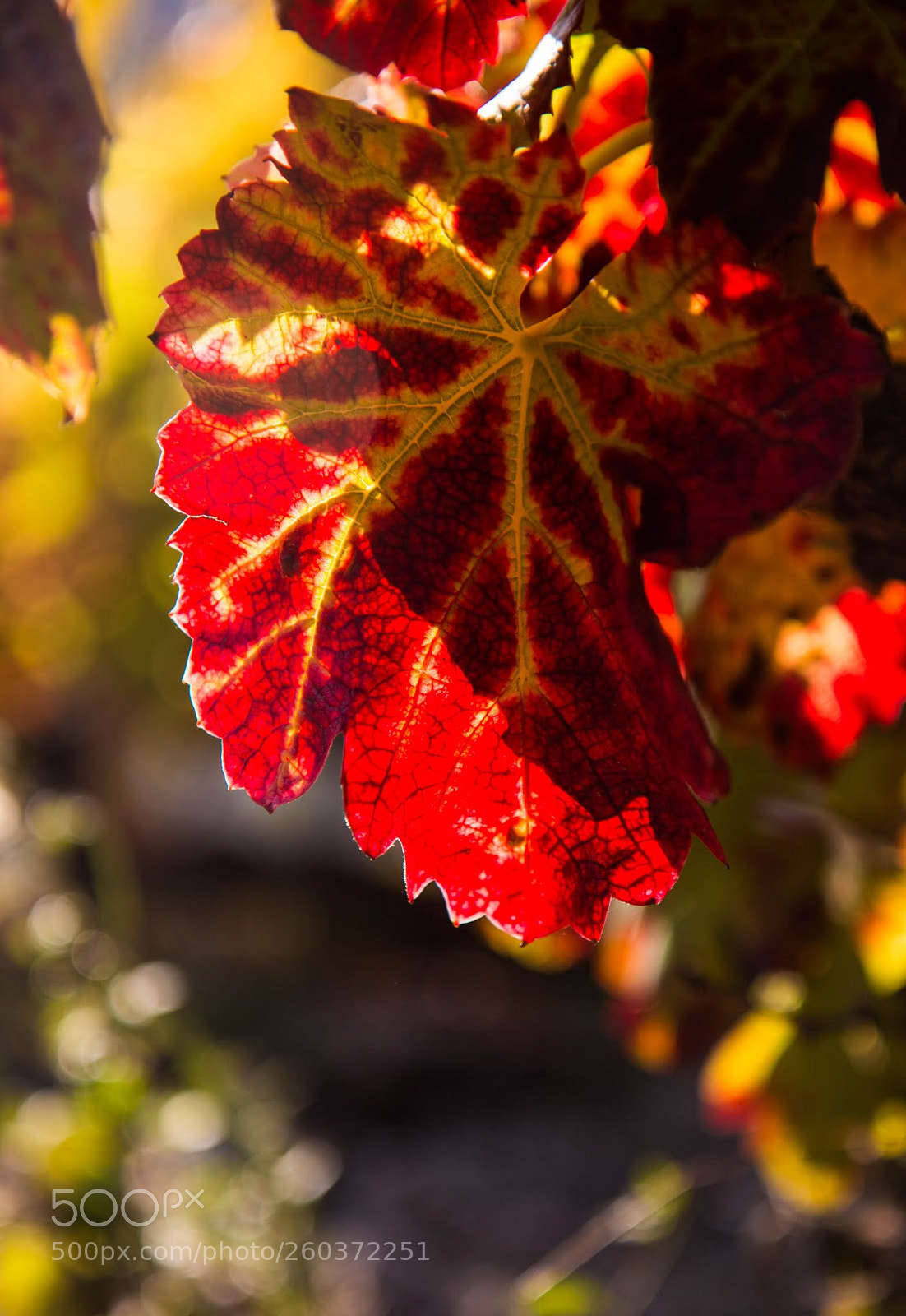 Canon EOS 70D sample photo. In the wineyard  photography