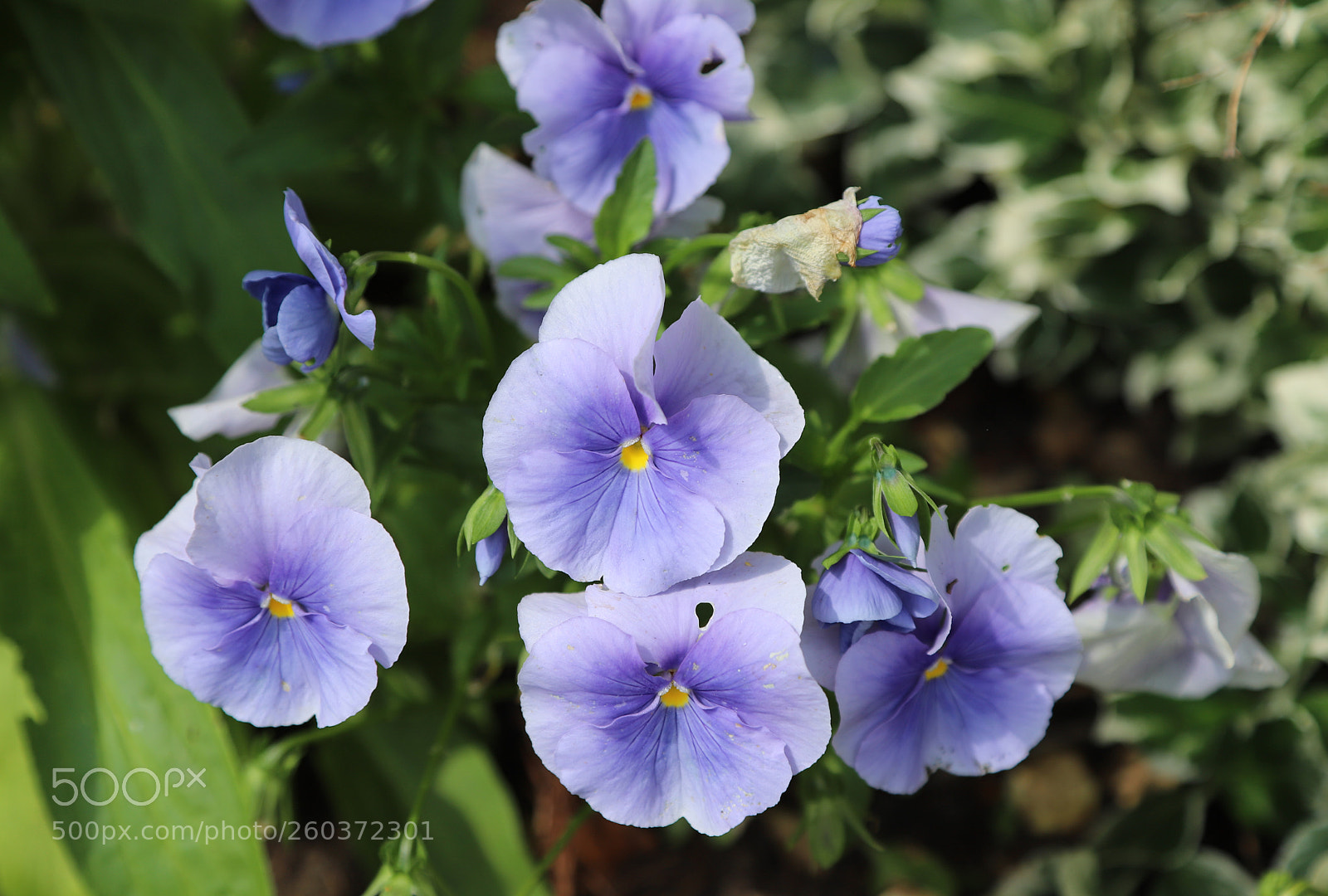 Canon EOS 6D Mark II sample photo. Flowers in the garden photography