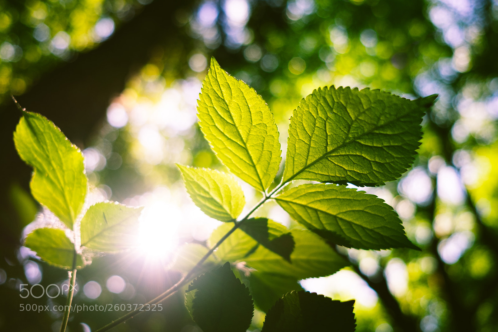 Fujifilm X-T1 sample photo. Shine photography