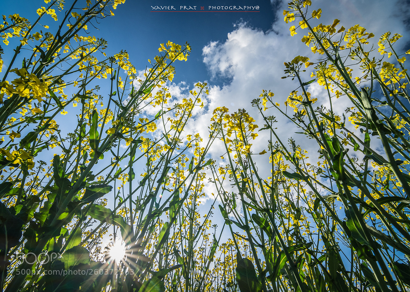 Nikon D500 sample photo. Spring...!!! photography