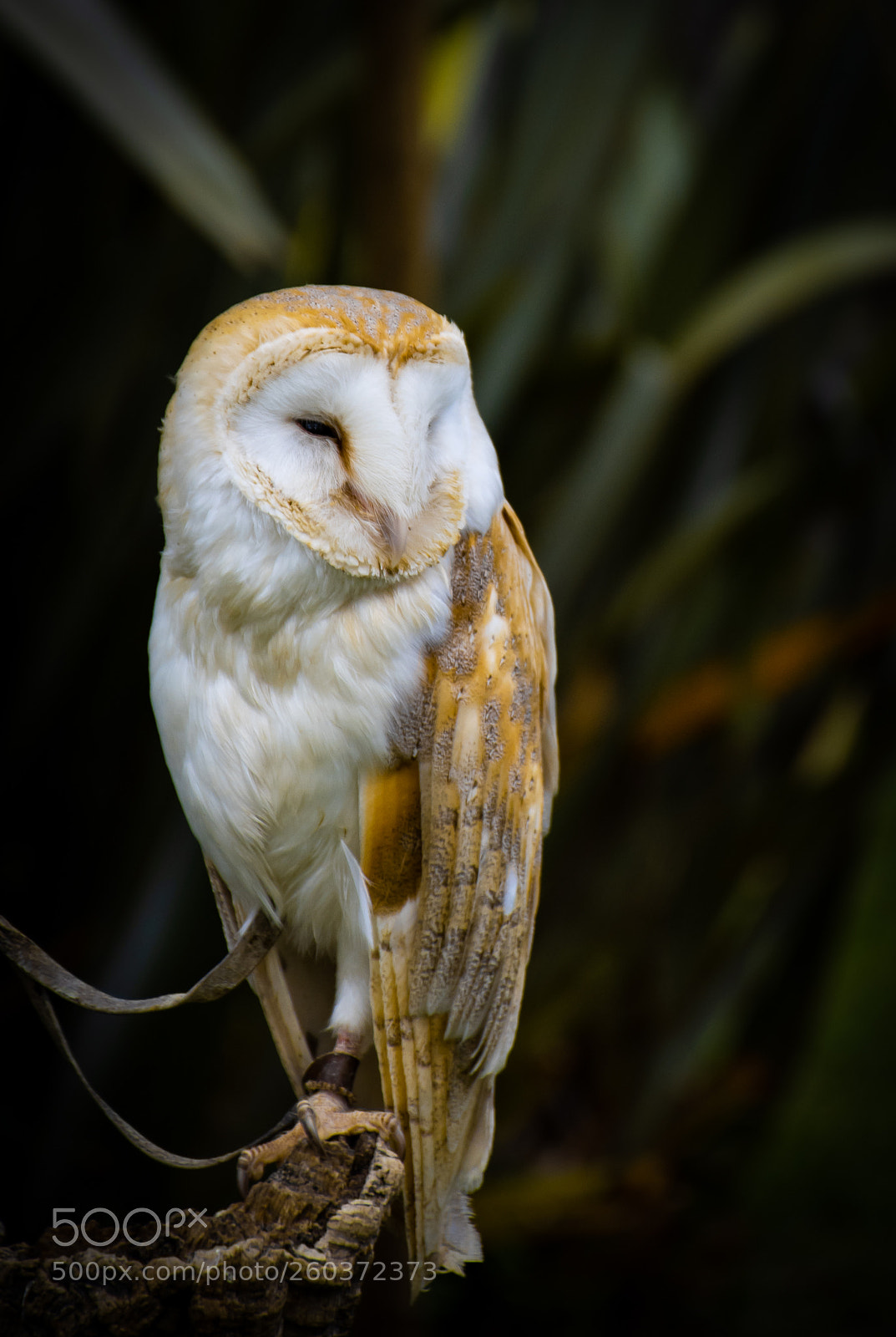 Nikon D5600 sample photo. Owl photography