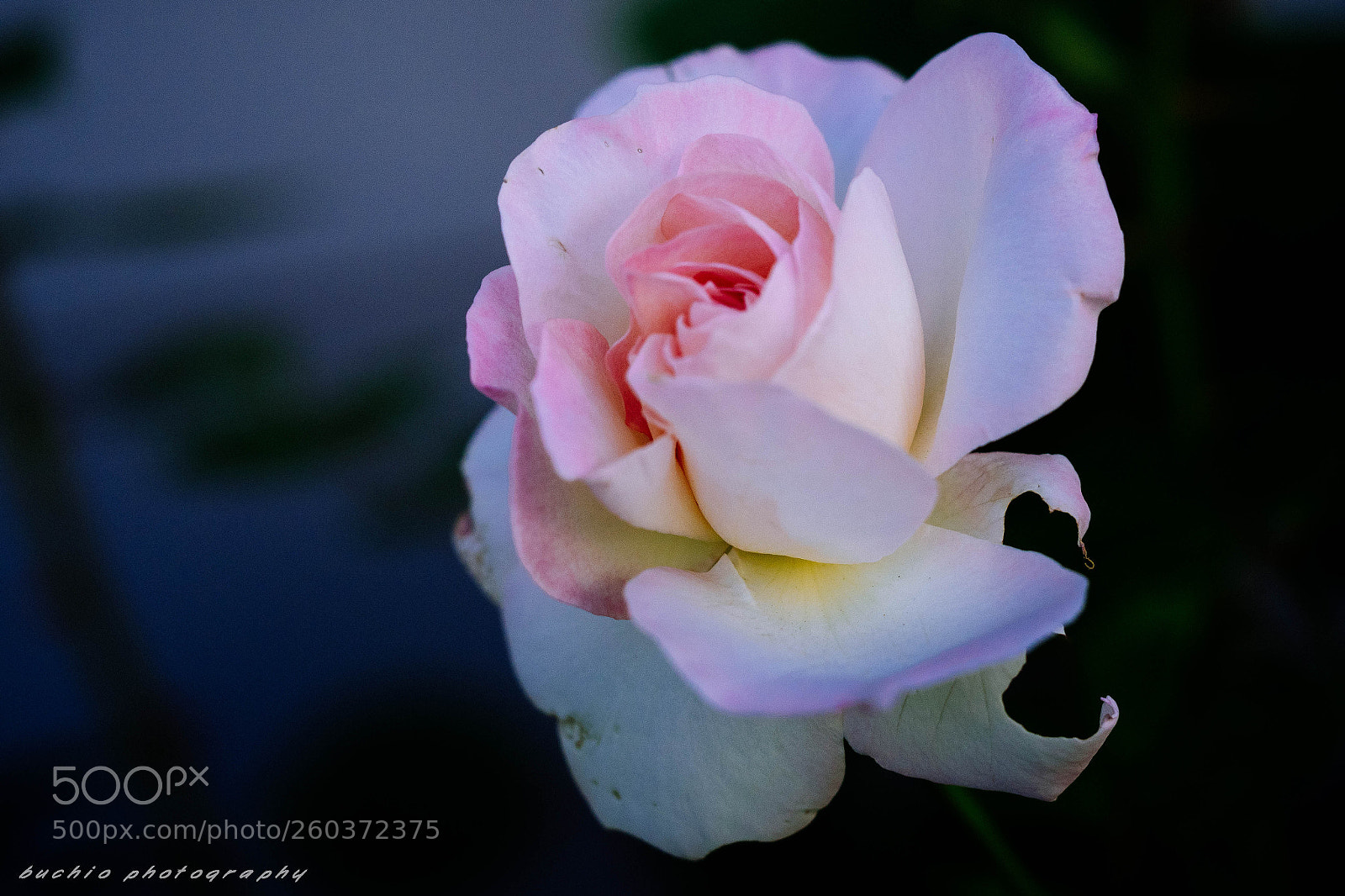 Olympus OM-D E-M1 Mark II sample photo. Rose photography