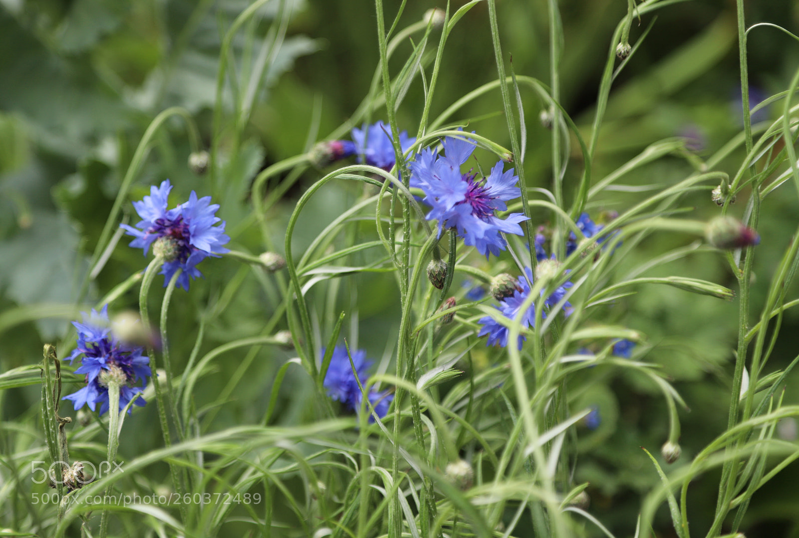 Canon EOS 6D Mark II sample photo. Flowers in the garden photography