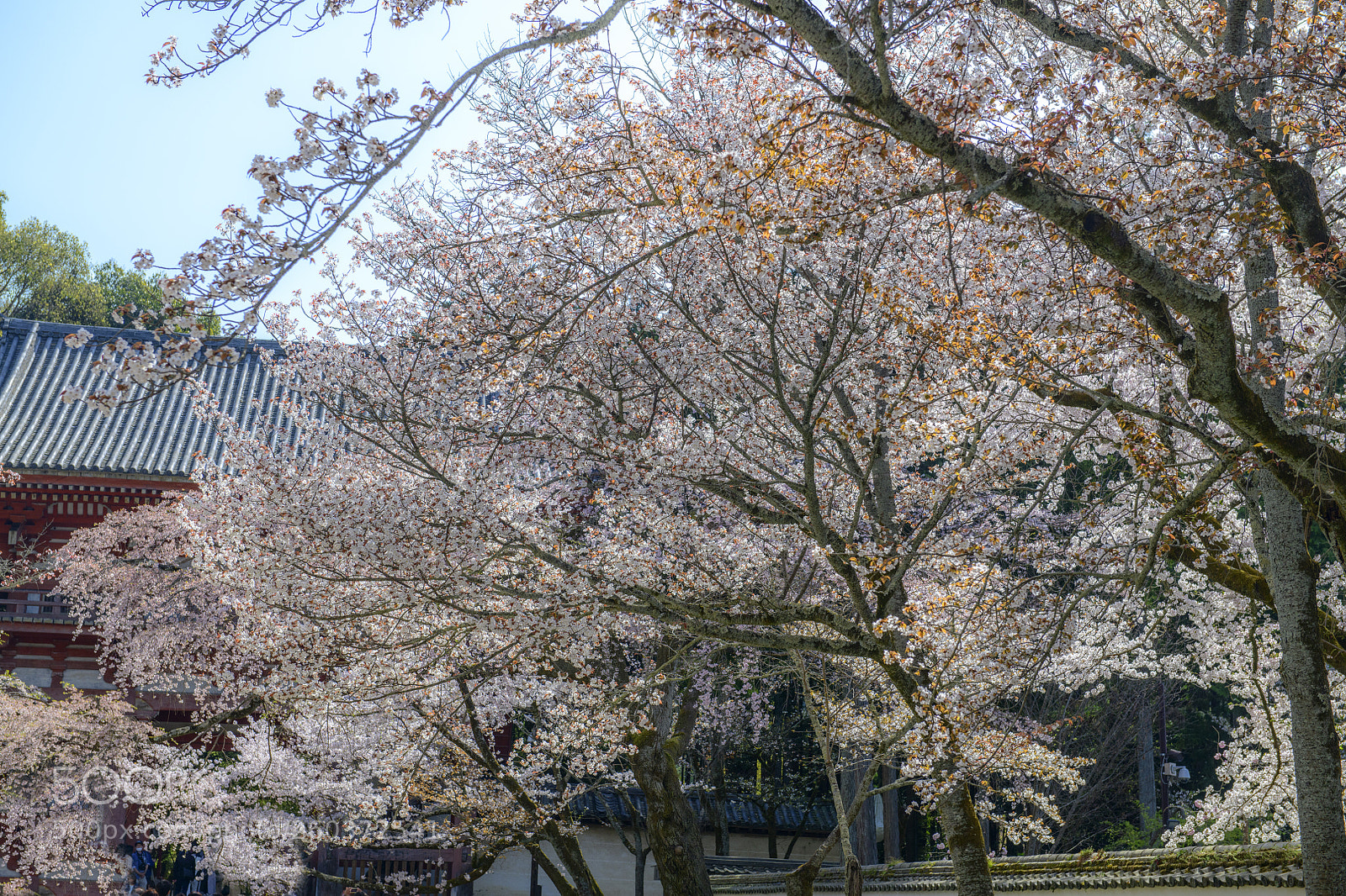 Nikon D850 sample photo. Daigoji temple sakura 醍醐寺櫻花 photography