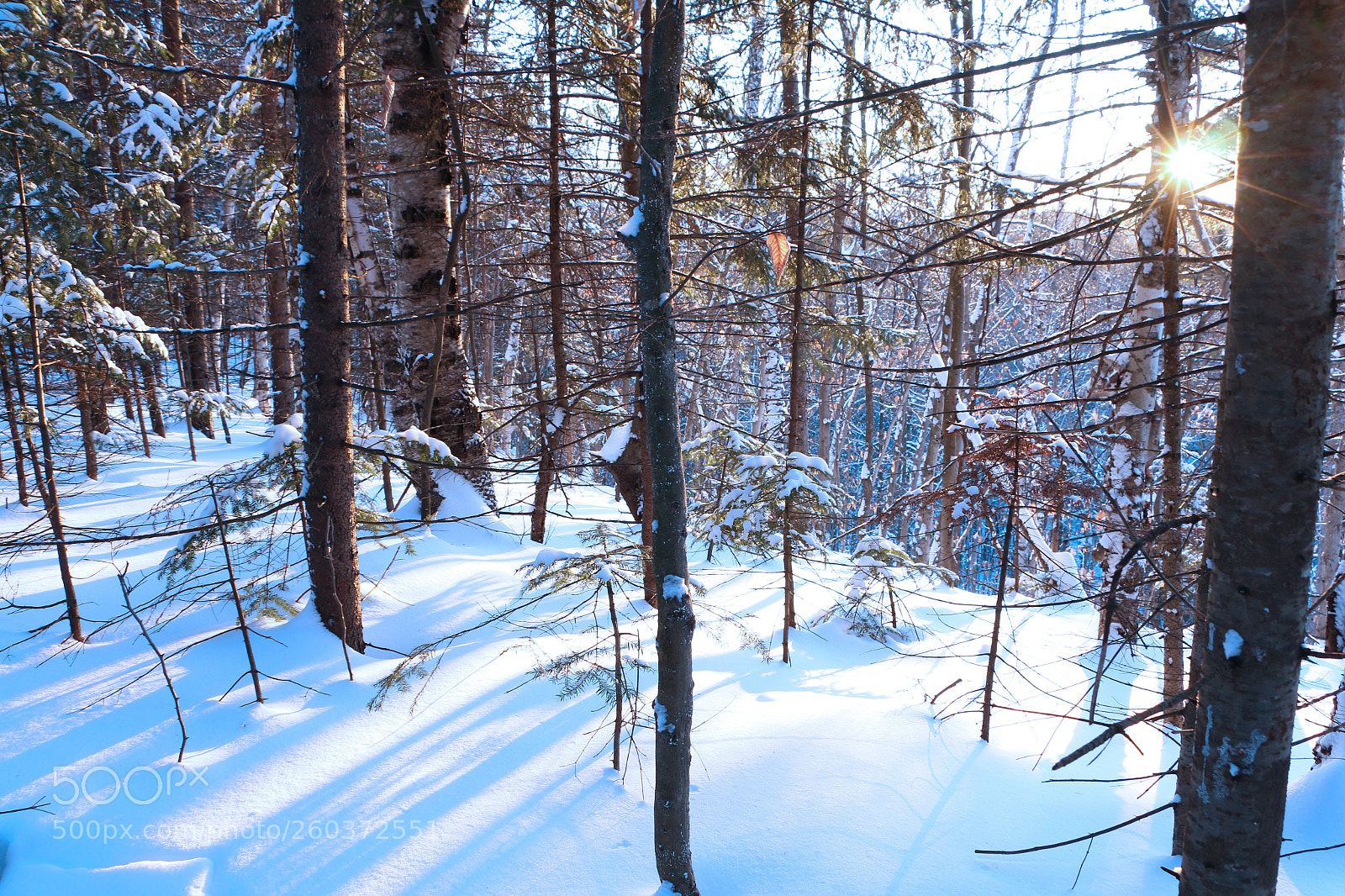 Canon EOS 70D sample photo. Quebec forest scene photography