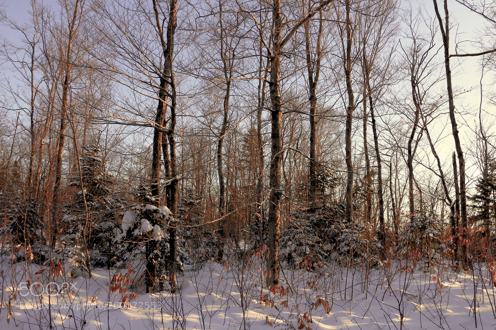 Canon EOS 70D sample photo. Quebec forest scene photography