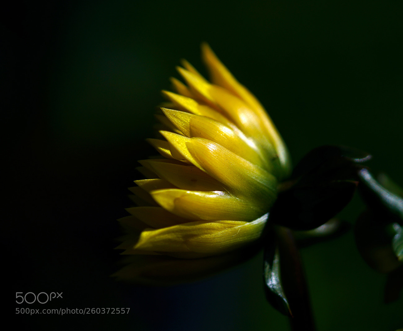 Sony a7R II sample photo. Awakening photography