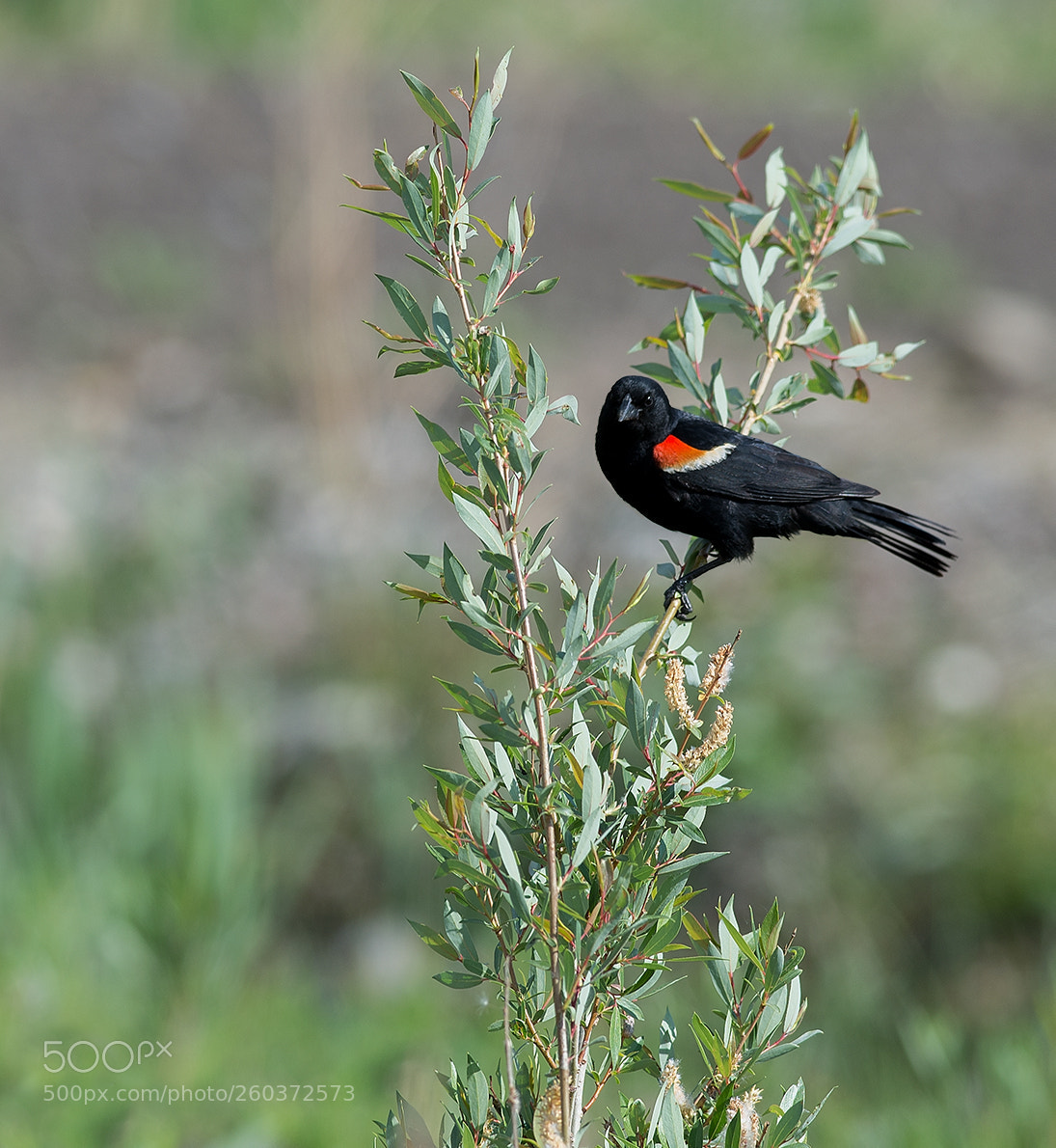 Nikon D600 sample photo. Red-winged blackbird photography